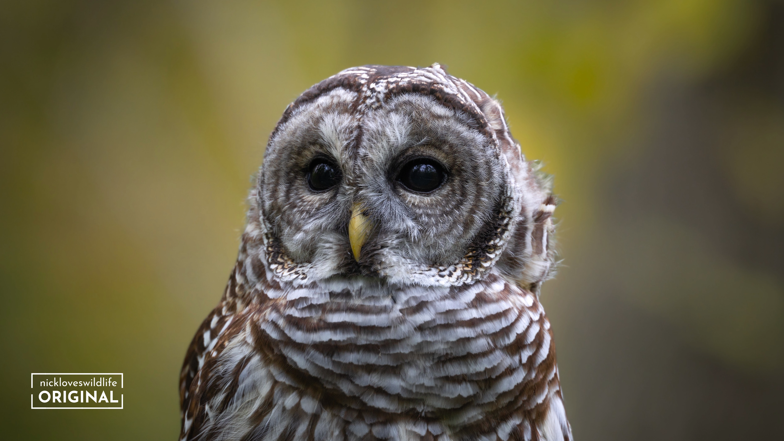 Barred Owl