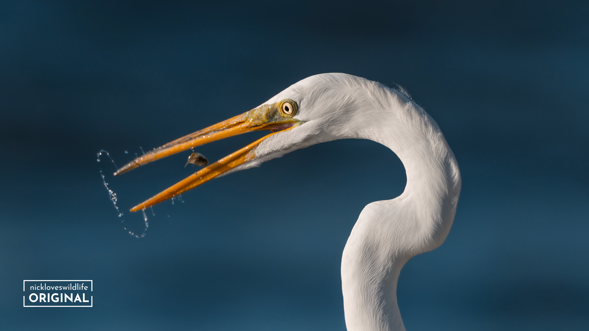 Great Egret