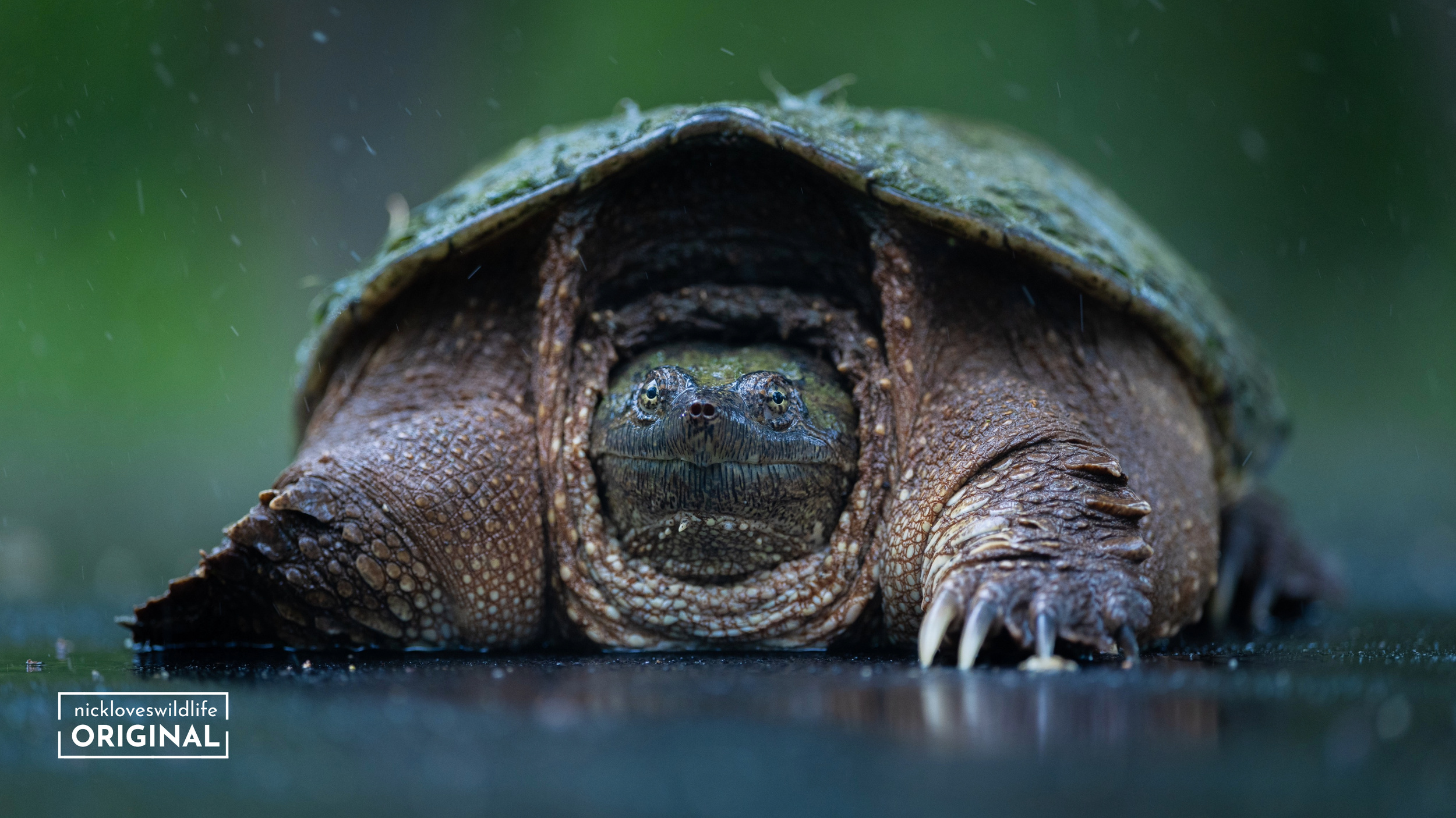 Snapping Turtle
