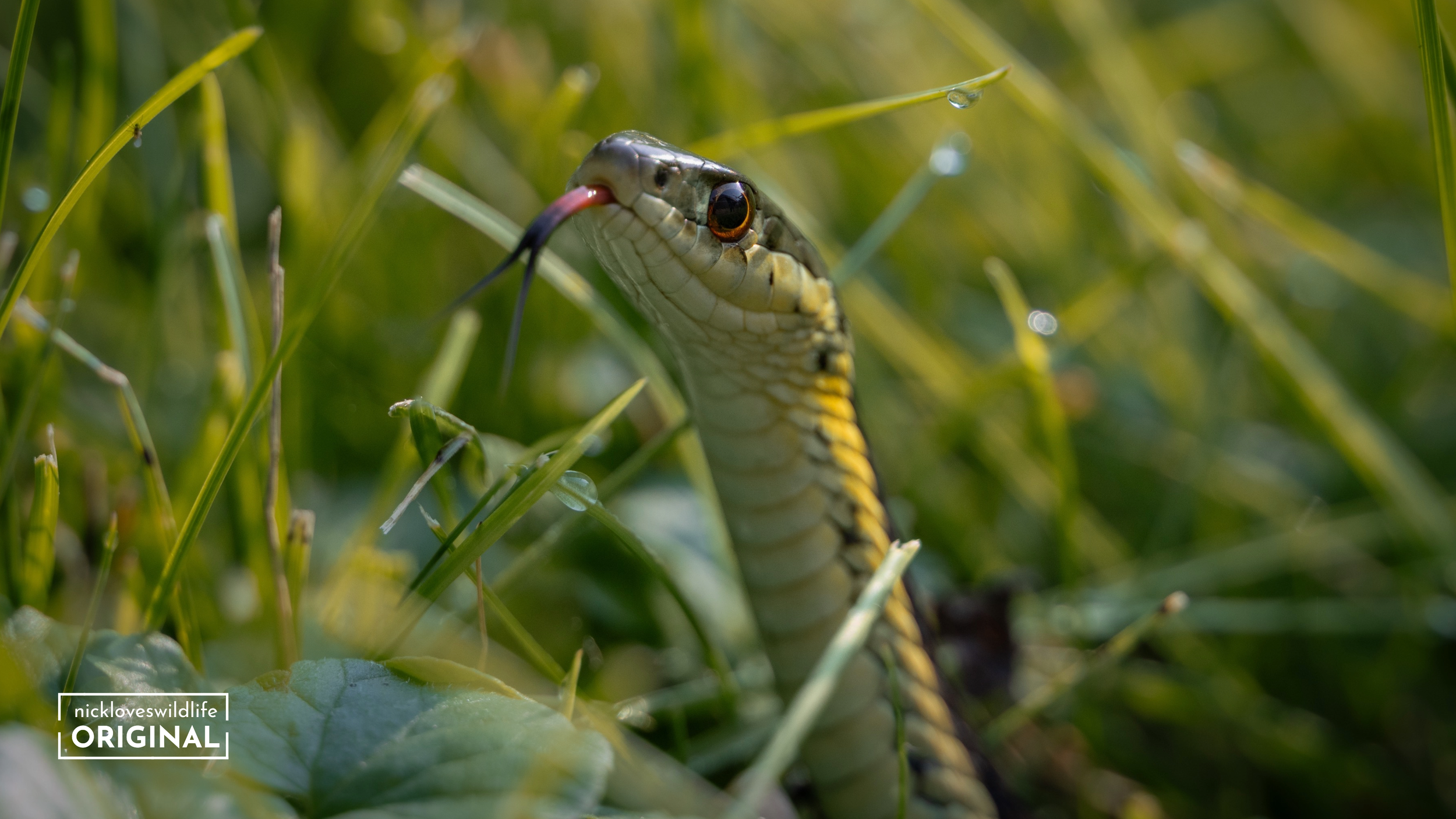 Garter Snake