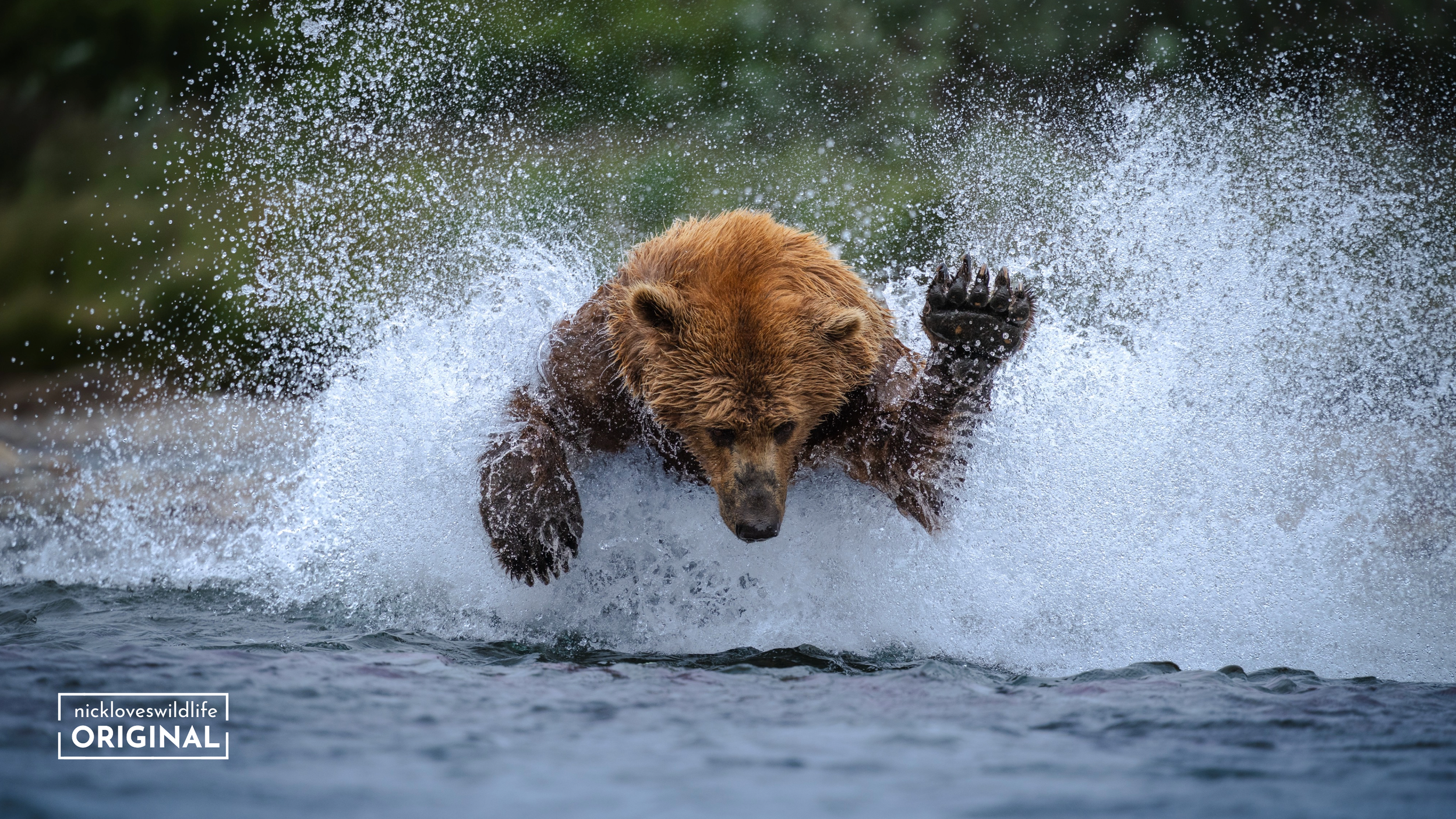 Brown Bear