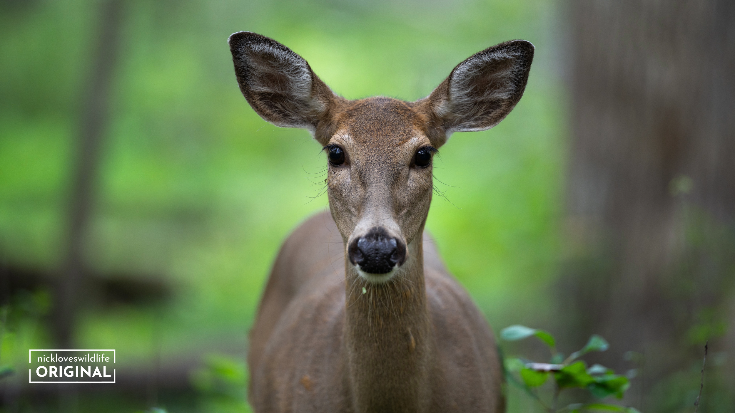 Doe