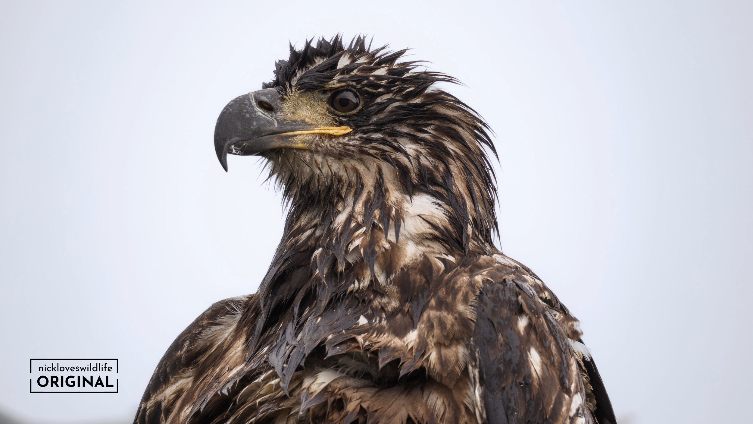 Juvenile Bald Eagle.png