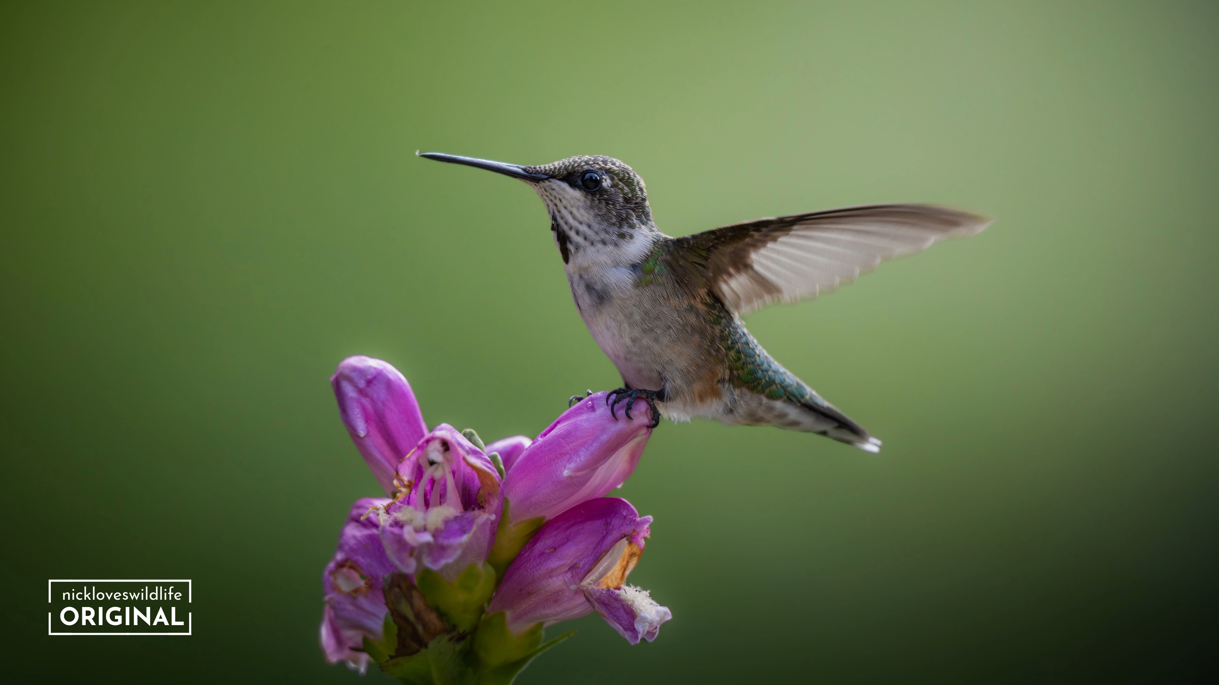 Hummingbird