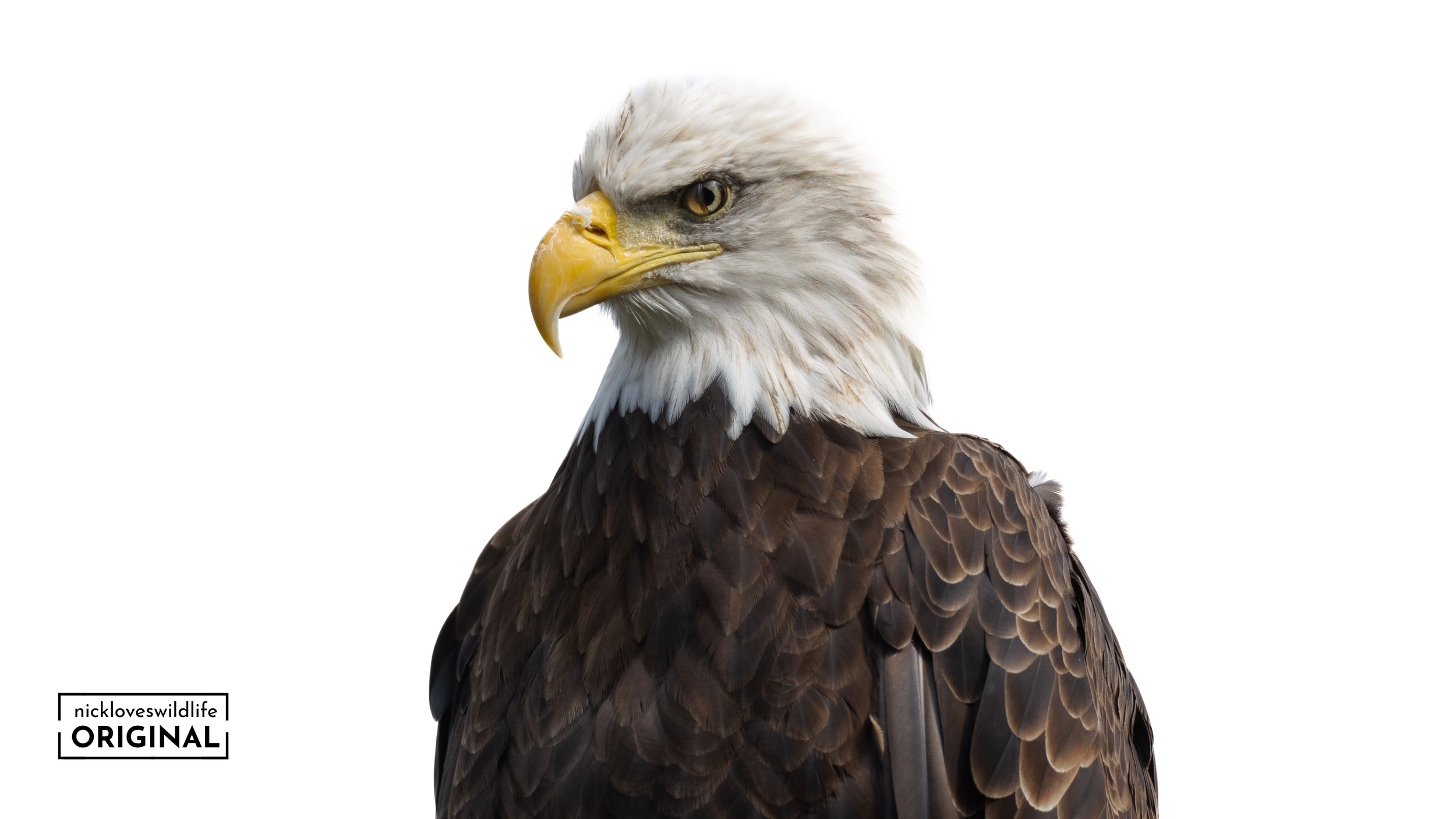 Bald Eagle Nictitating Membrane