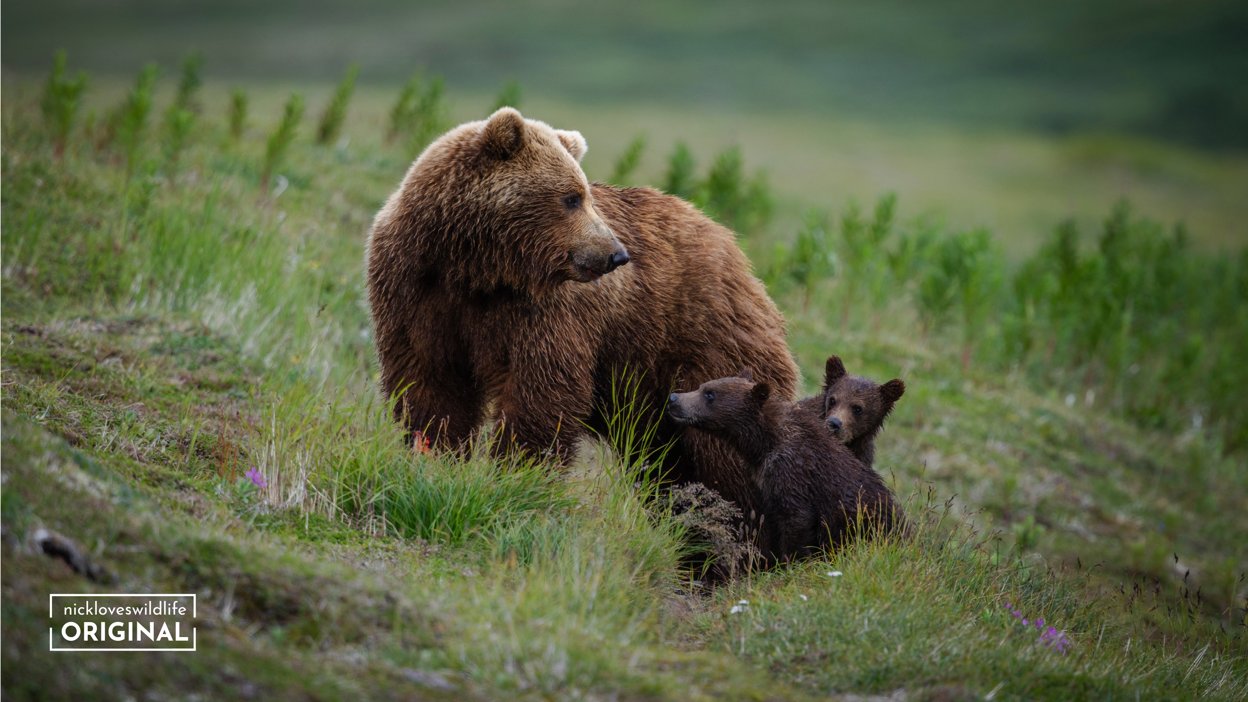 Brown Bear and Cubs