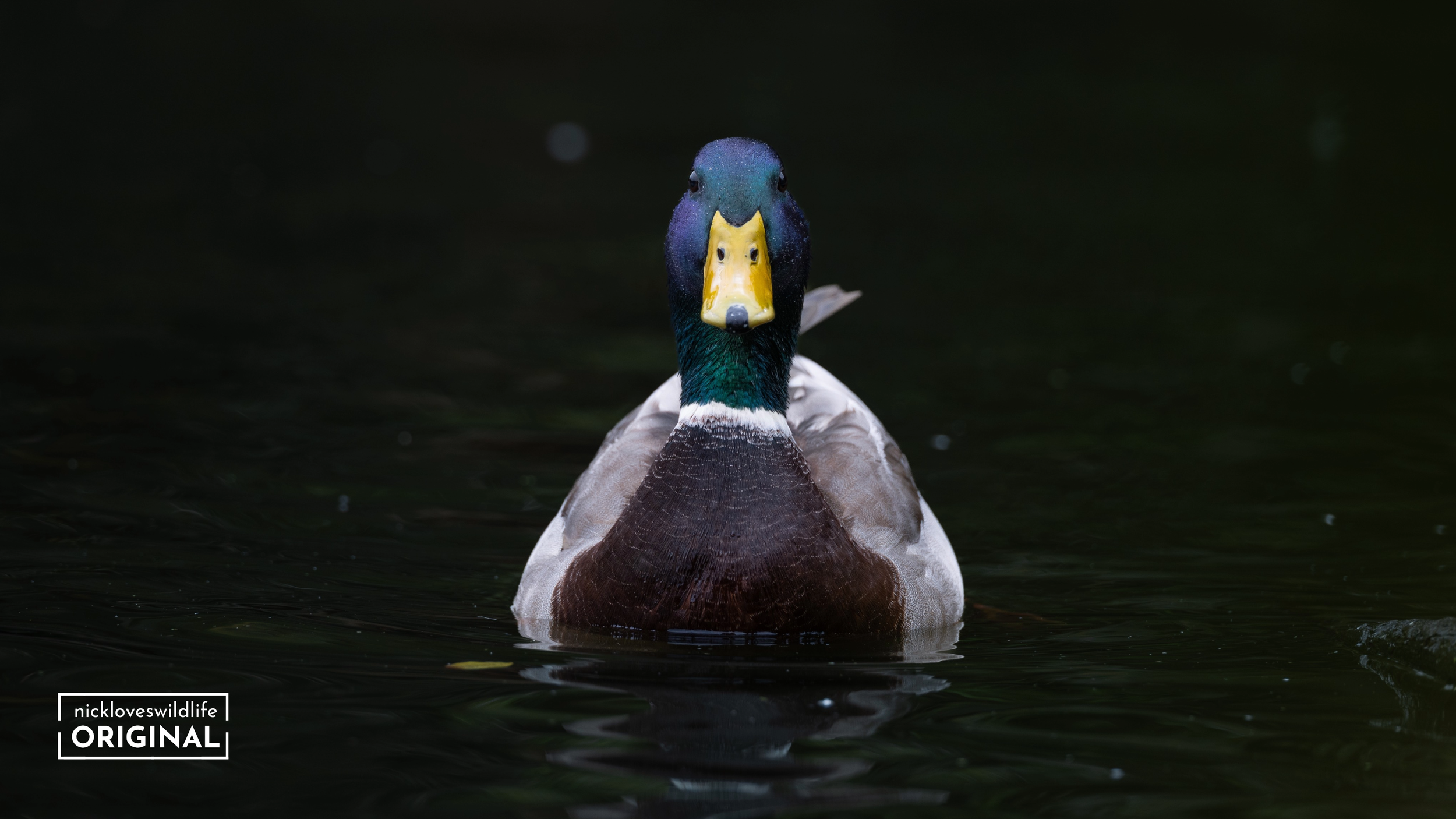 Mallard Duck