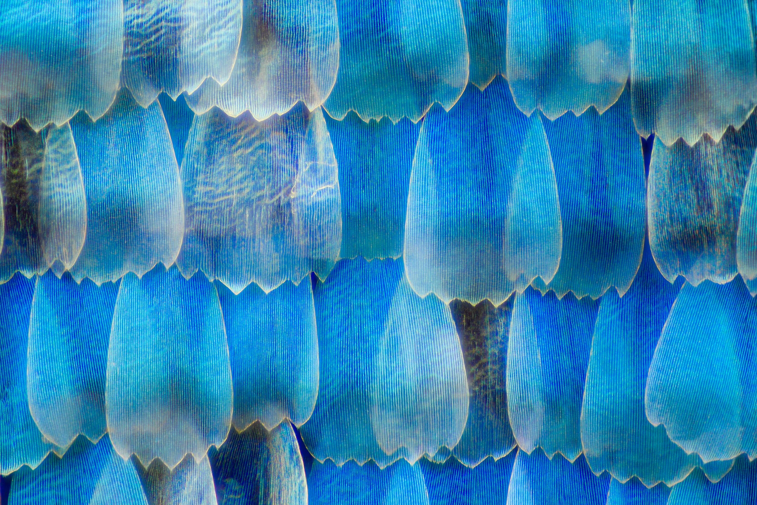microscopic view of blue butterfly with intricate fine lines and a shimmering surface.