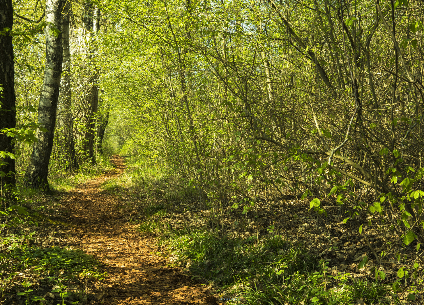 The Silver Bullet Myth