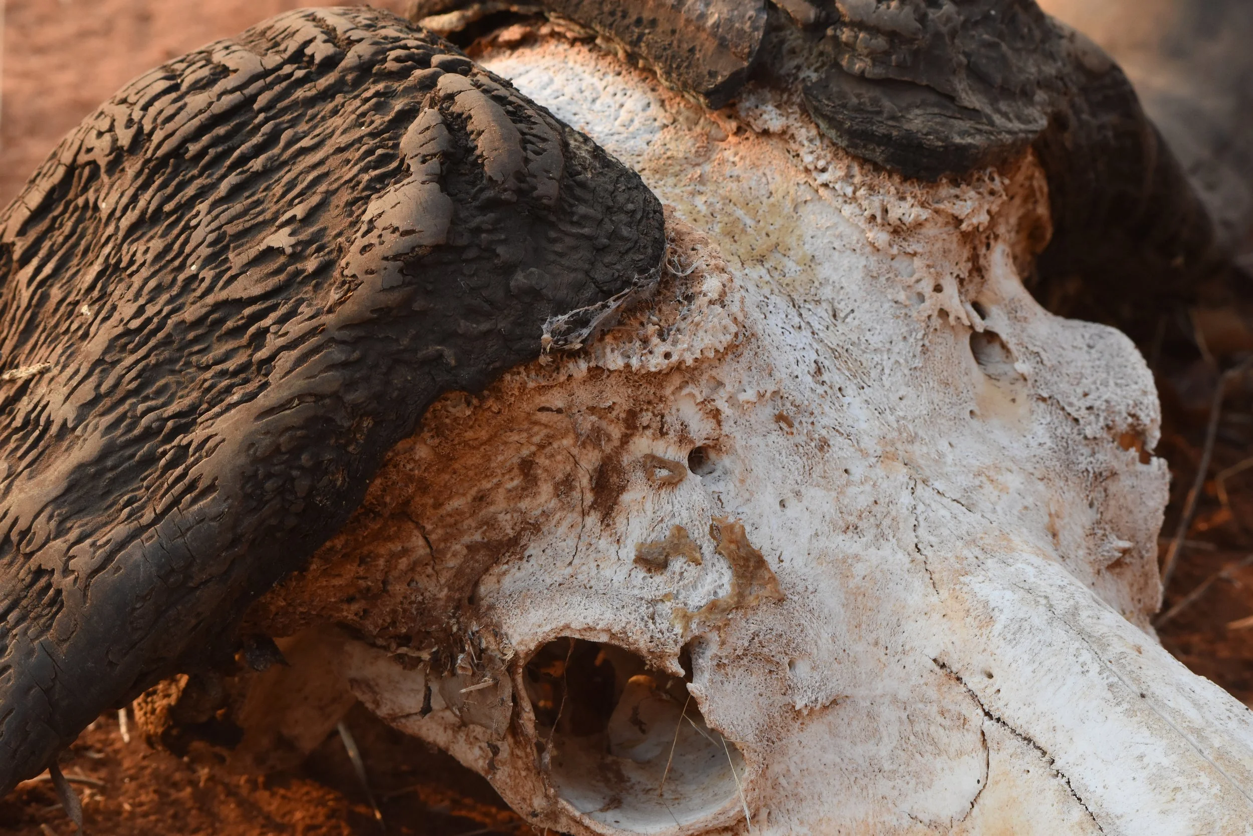 Cape Buffalo Skull in Botswana, Africa