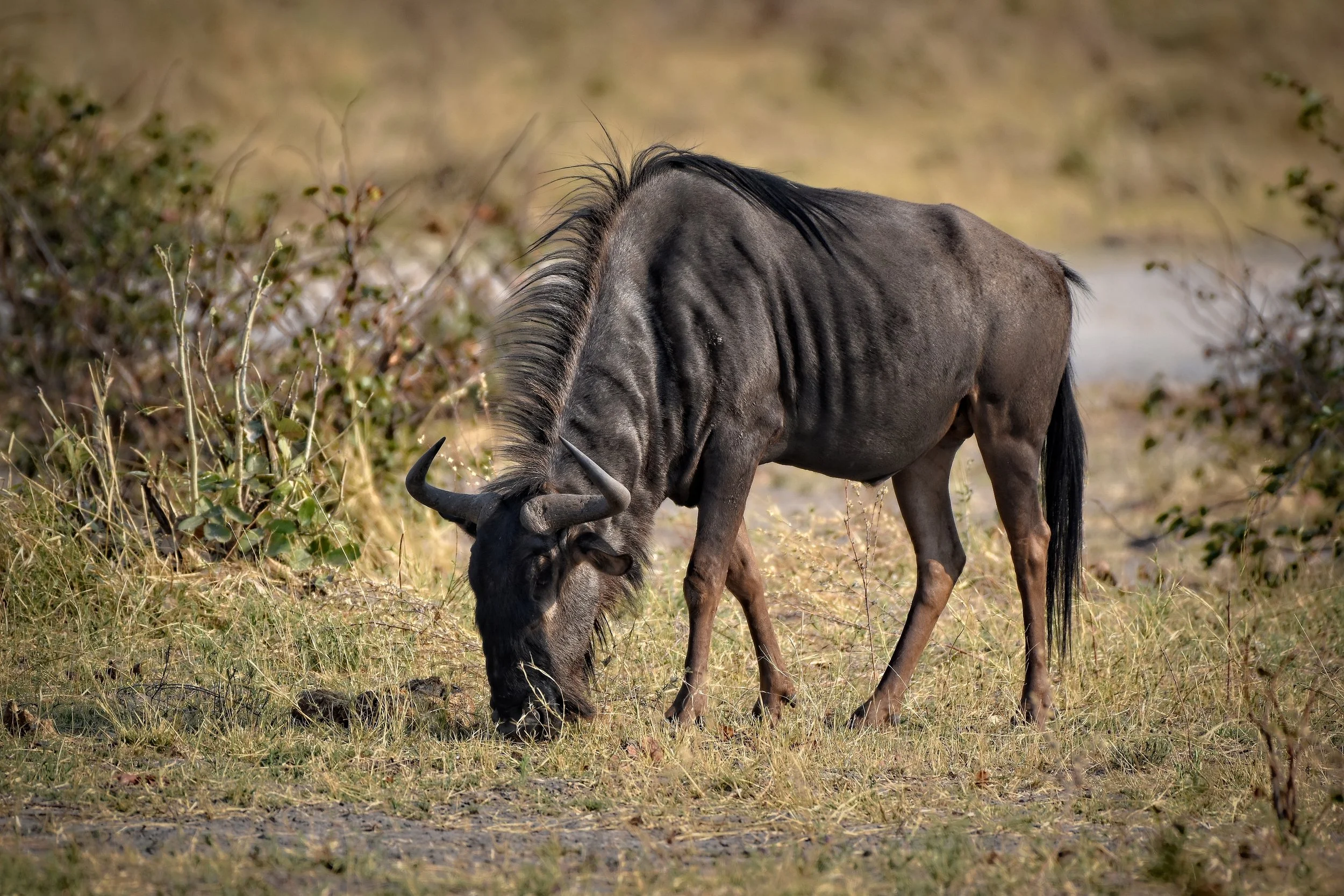 Wildebeast in Botswana, Africa