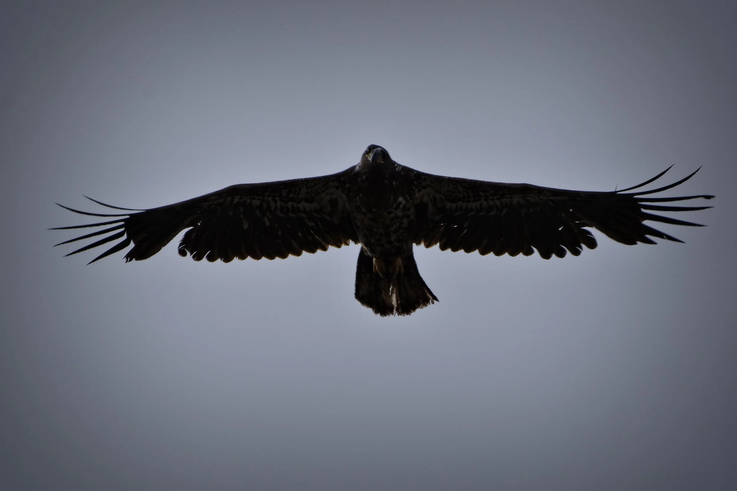 Birds of Prey: Guardians of the Sky
