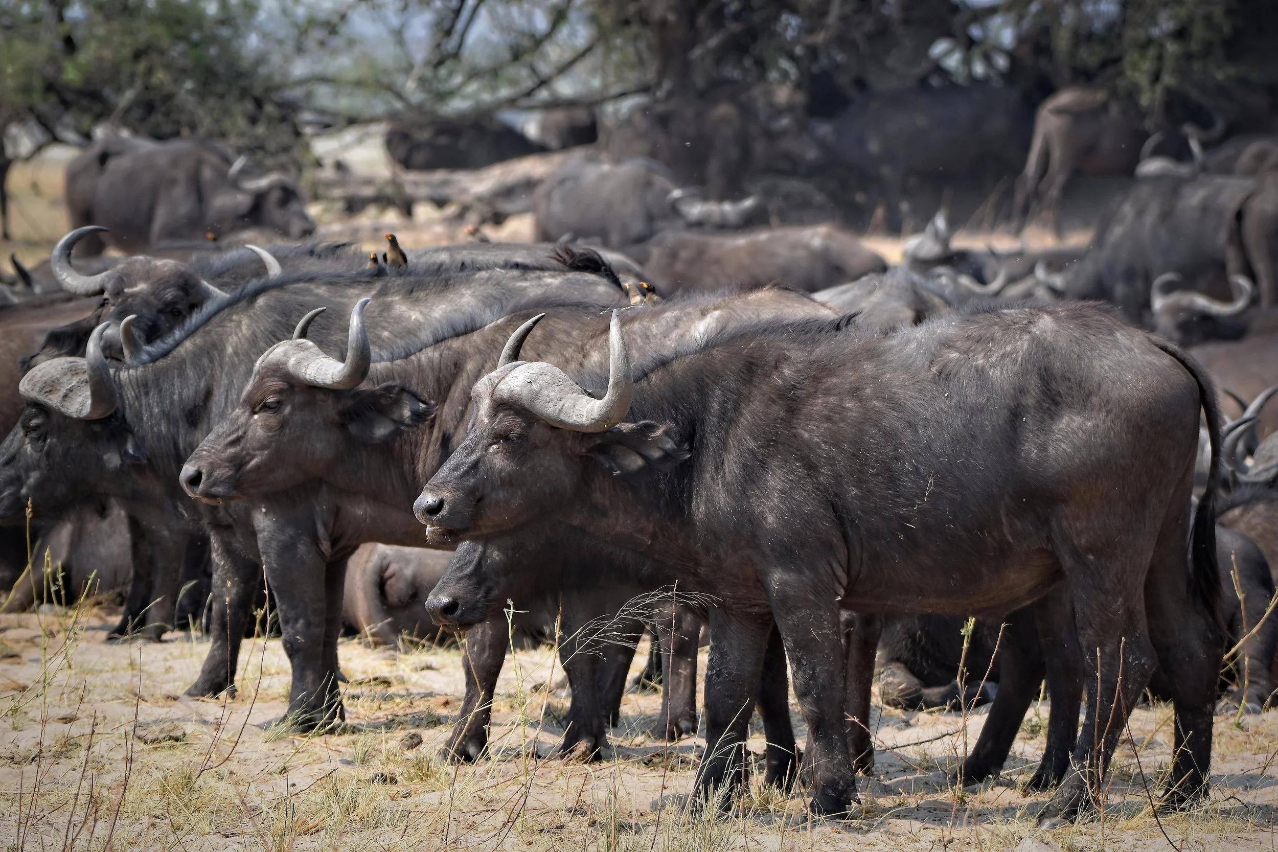 Cape Buffalo in Botswana, Africa