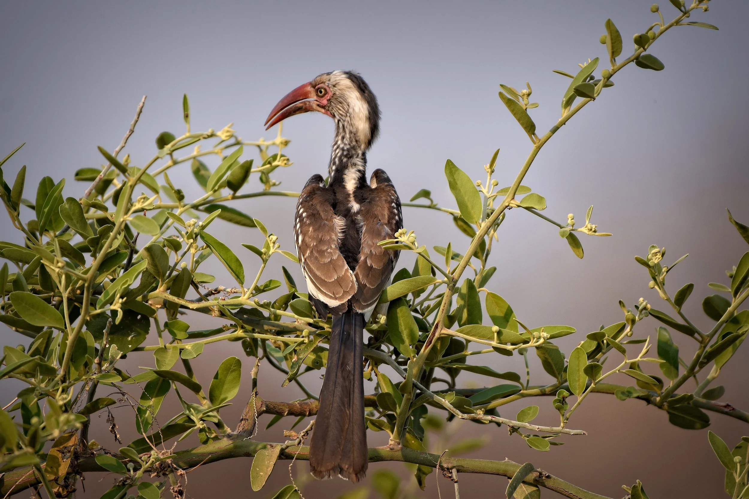 Red-billed Hornbill Wildlife Photography Print