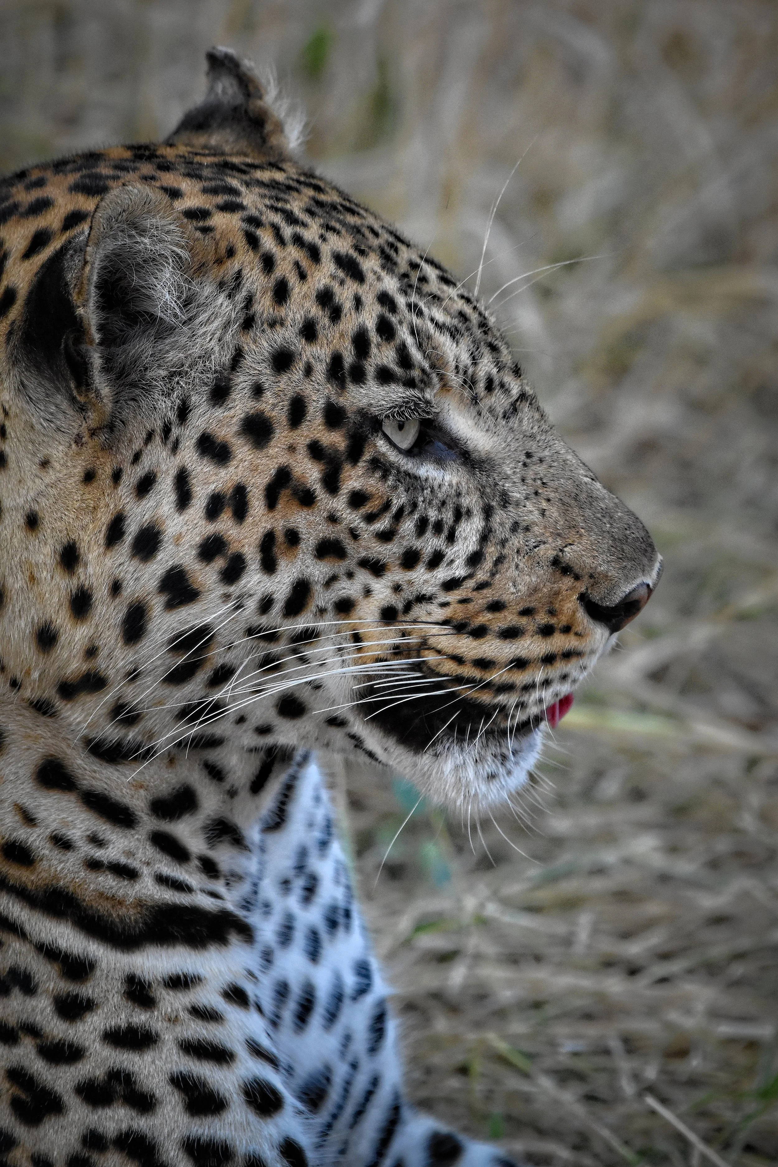 Leopard in Botswana, Africa