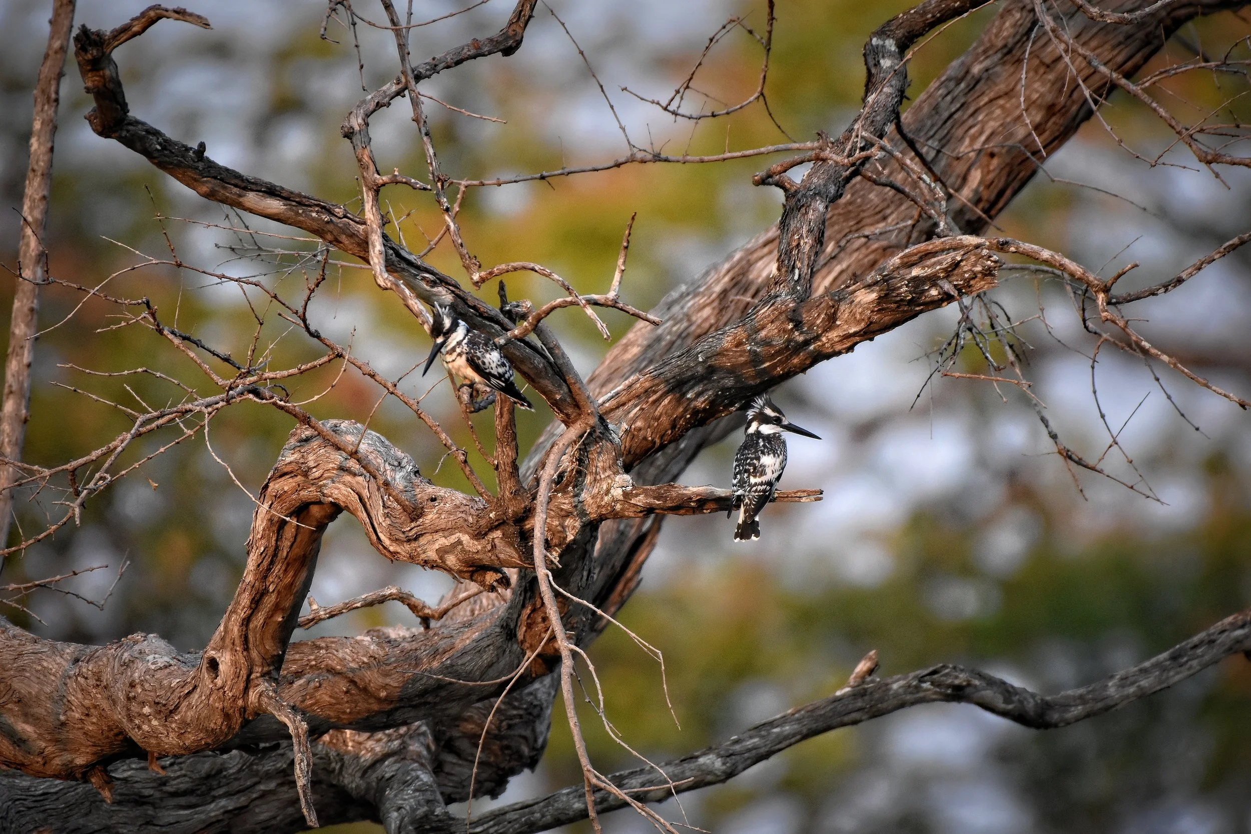 Pied Kingfisher in Botswana, Africa