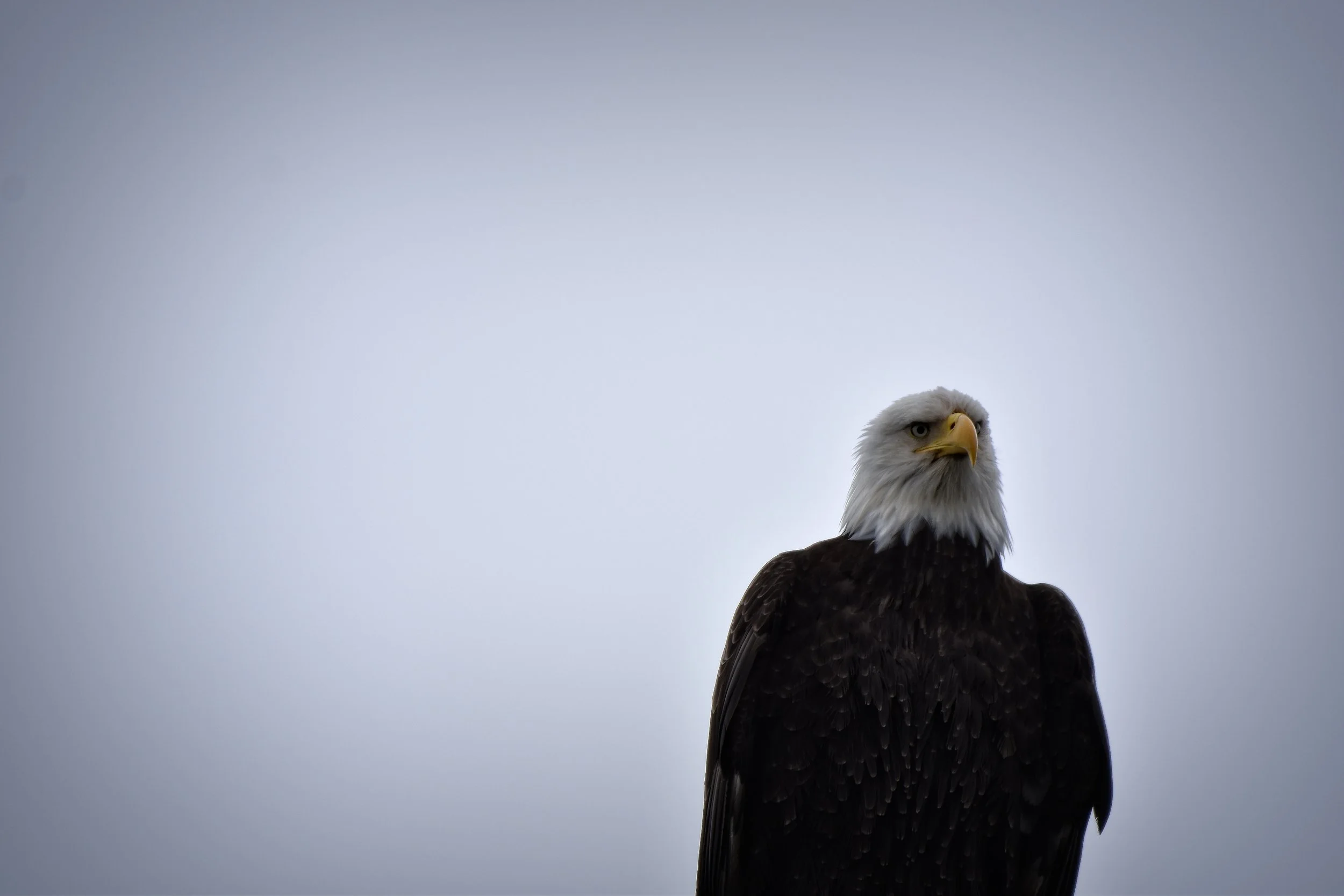 American Bald Eagle in Juneau, Alaska