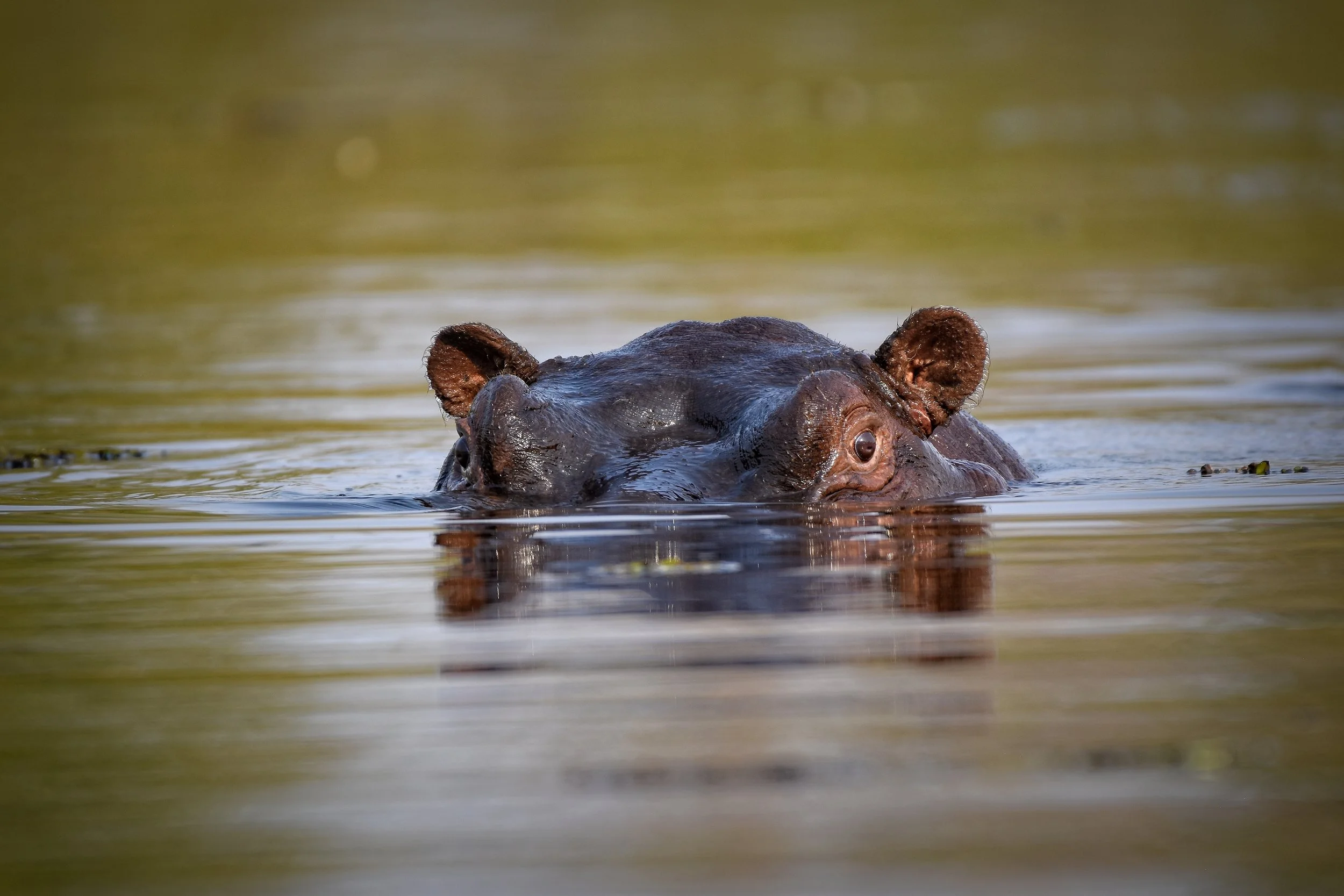 Hippo in Botswana, Africa