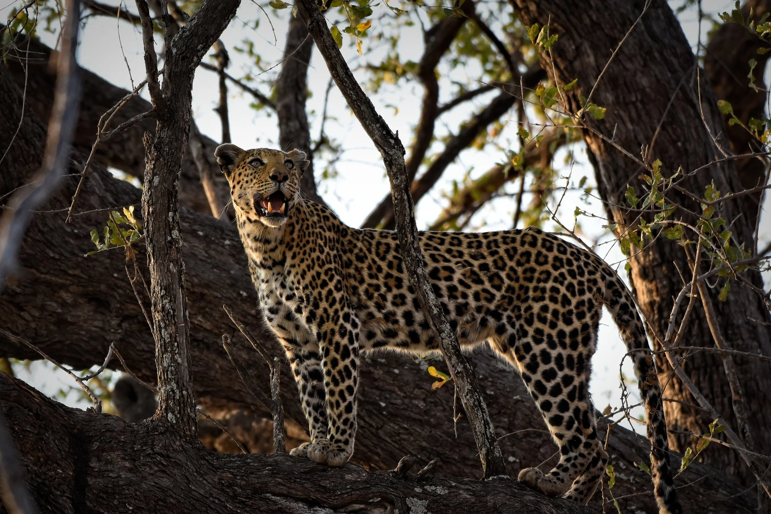 Leopard in Botswana, Africa