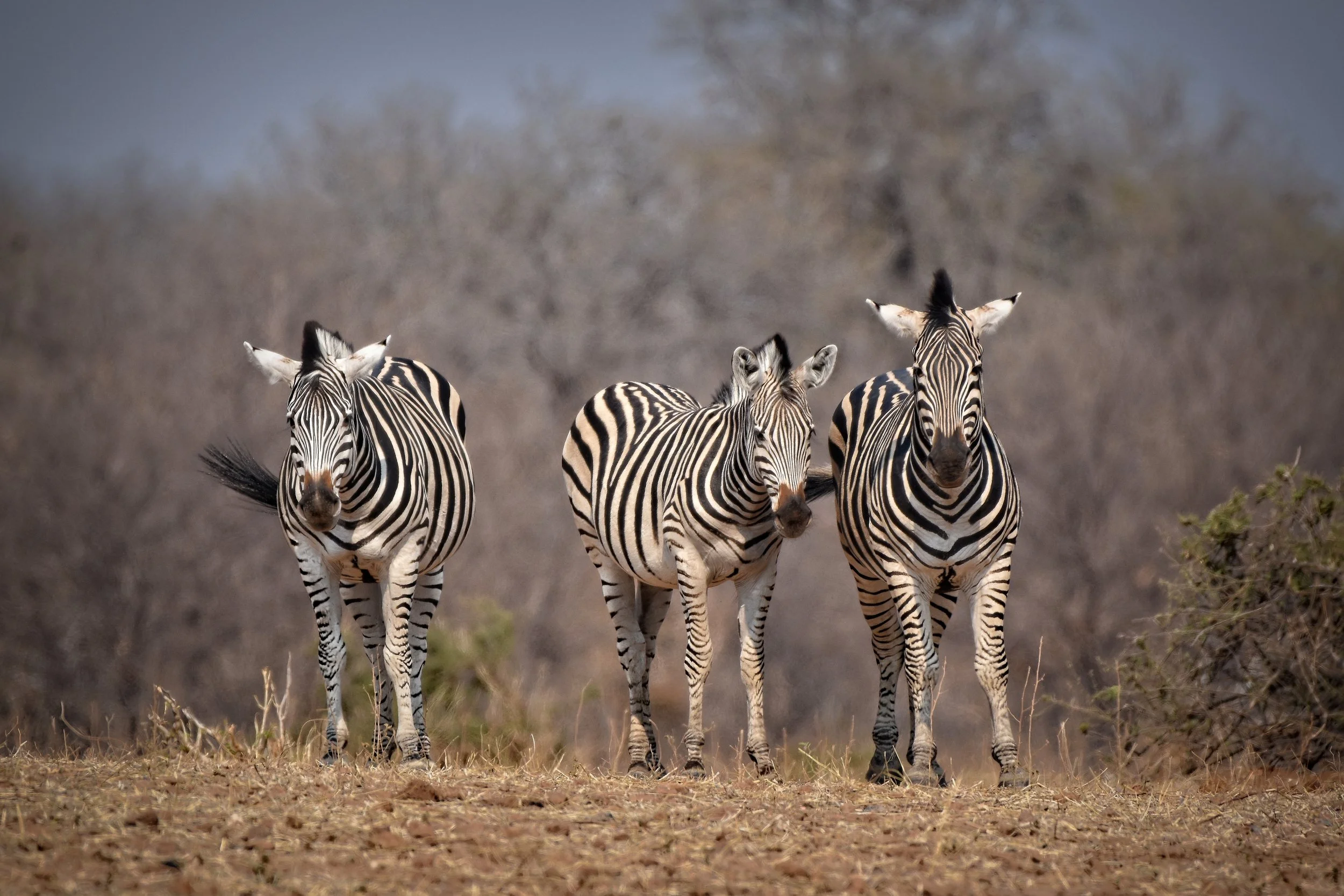 Zebra African Wildlife Photography Print