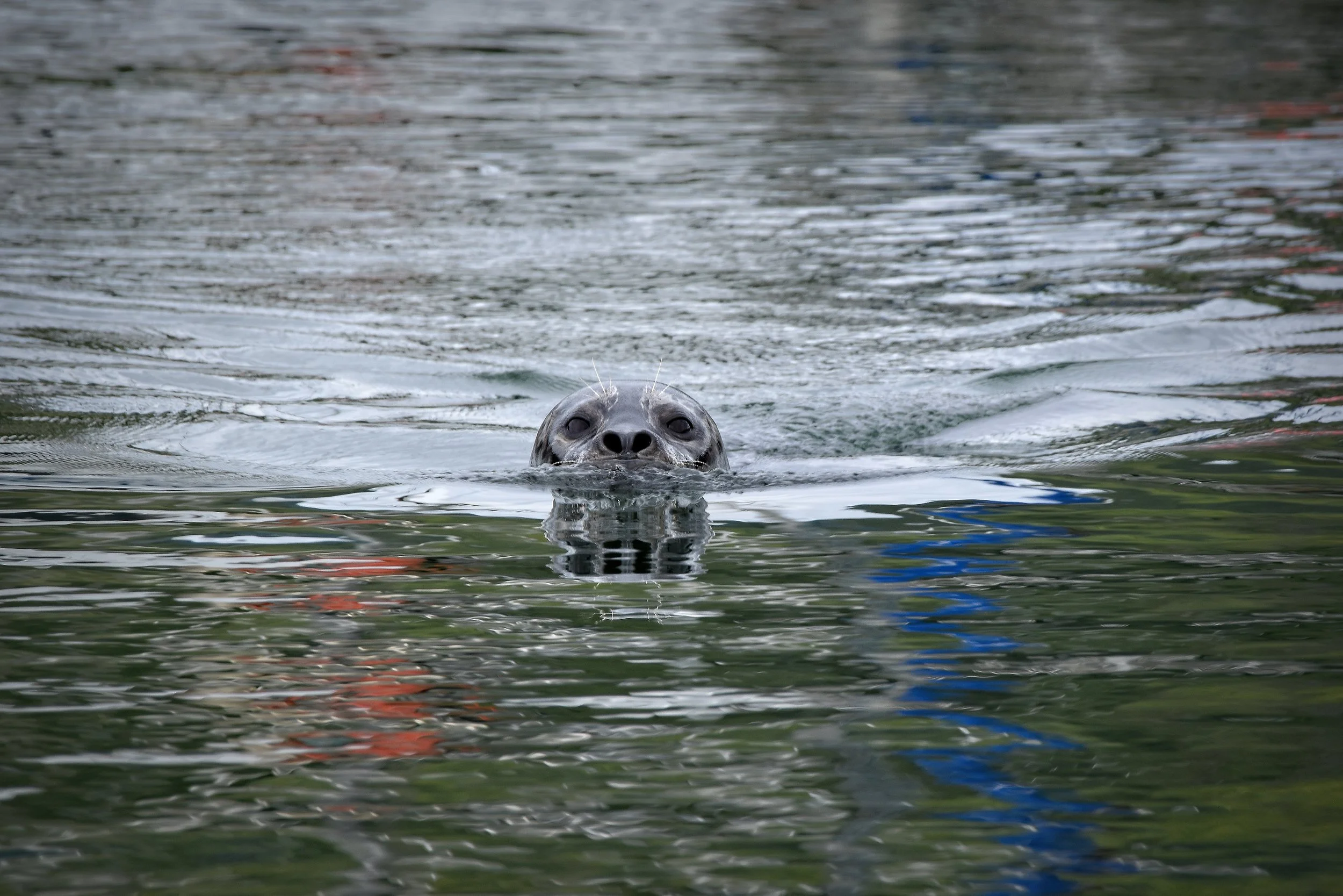 Photo of a Harbor Seal captured in Juneau, Alaska.