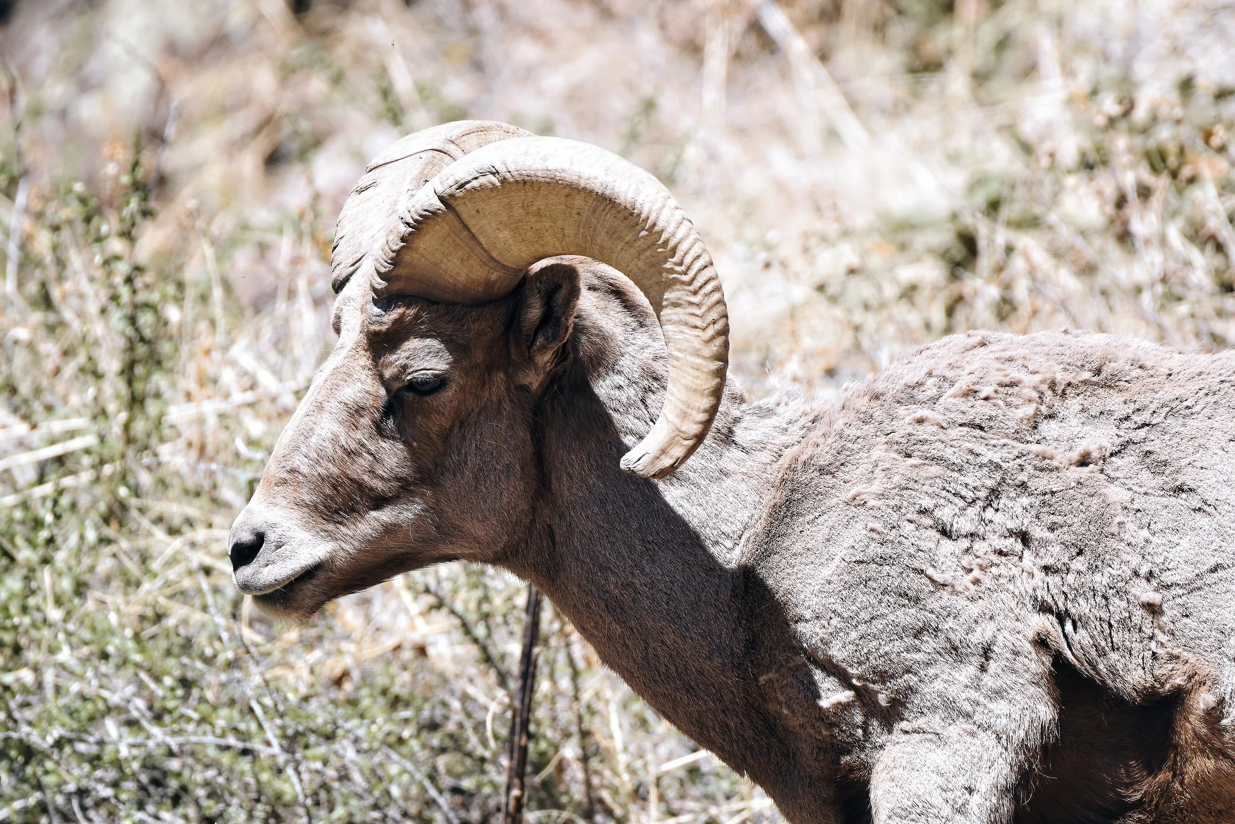 A Rocky Mountain Bighorn Sheep.