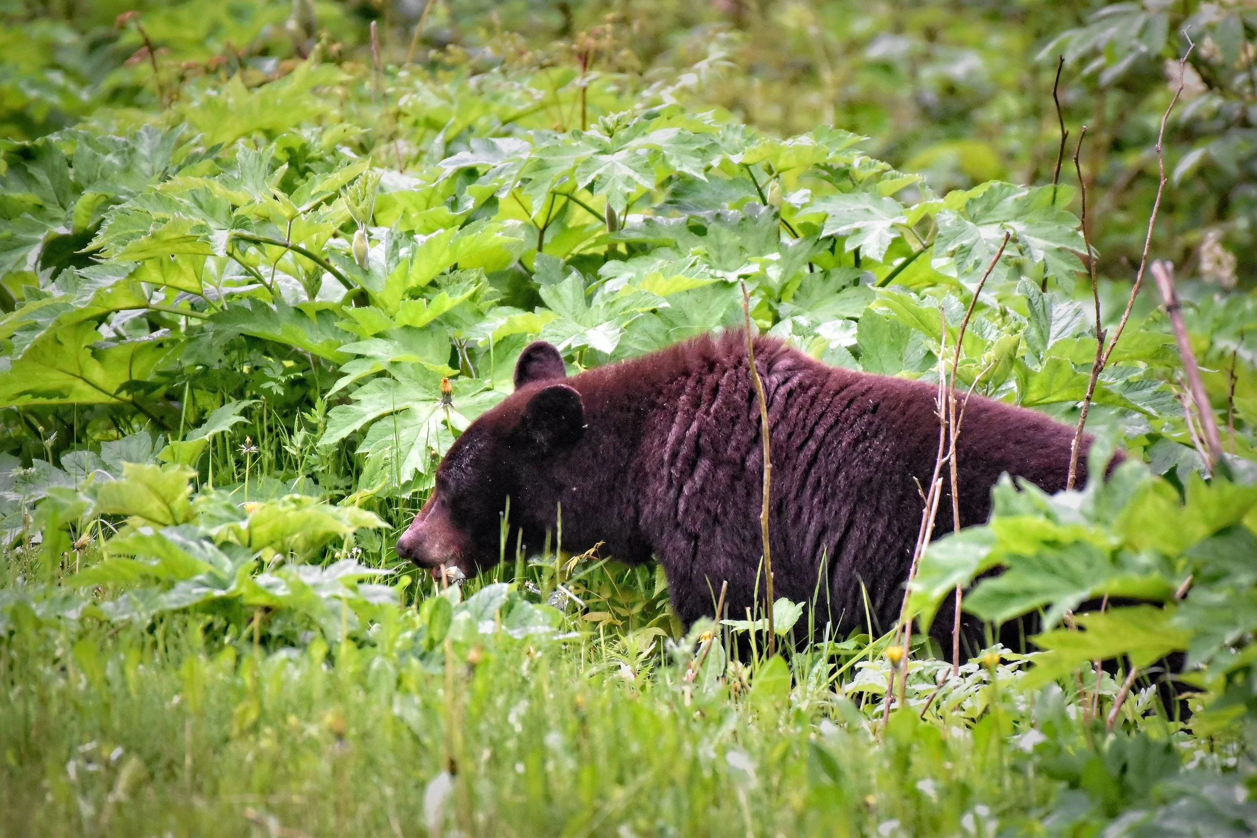 American Black Bear feeding in Juneau, Alaska