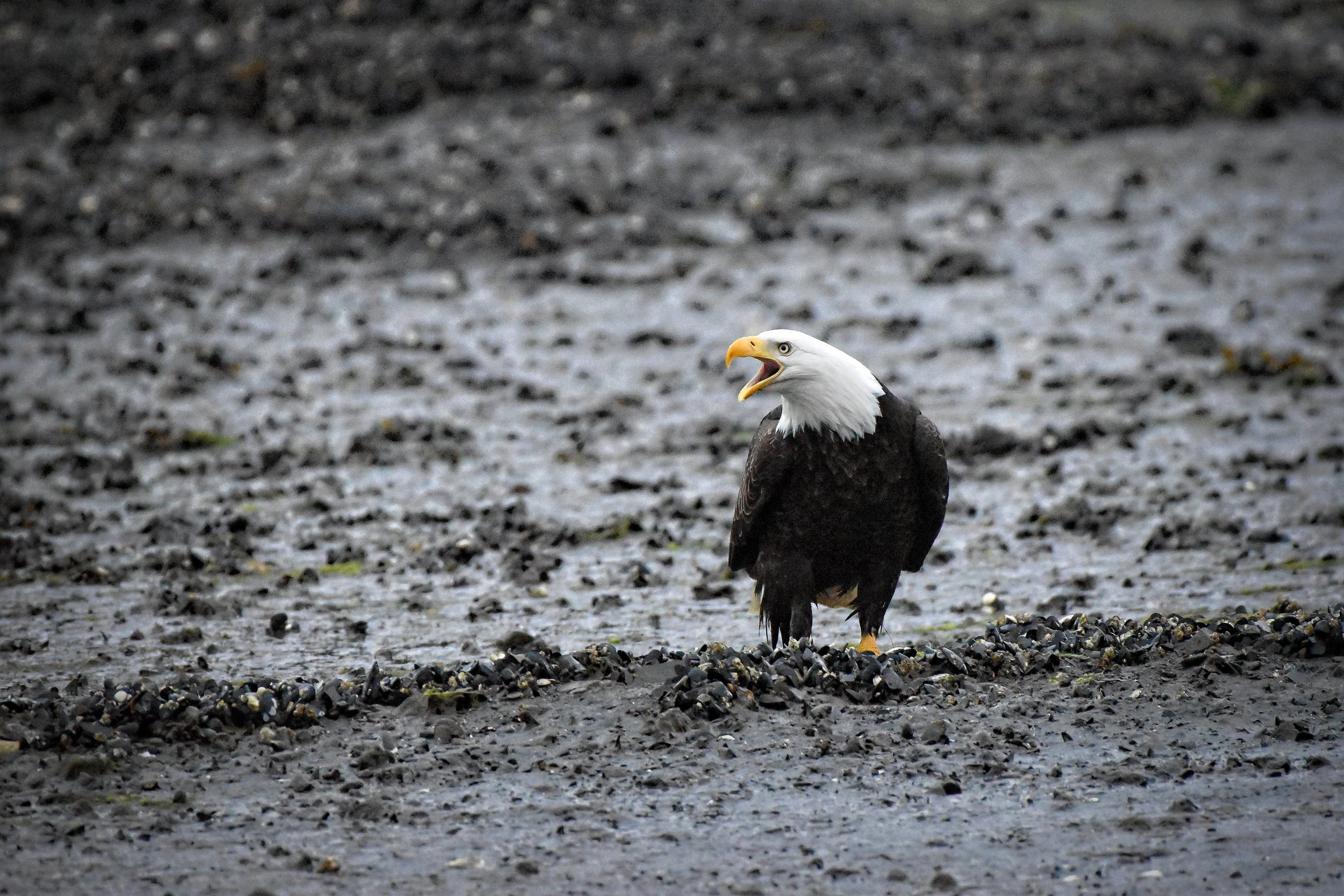 Photo of a Bald Eagle captured in Juneau, Alaska.