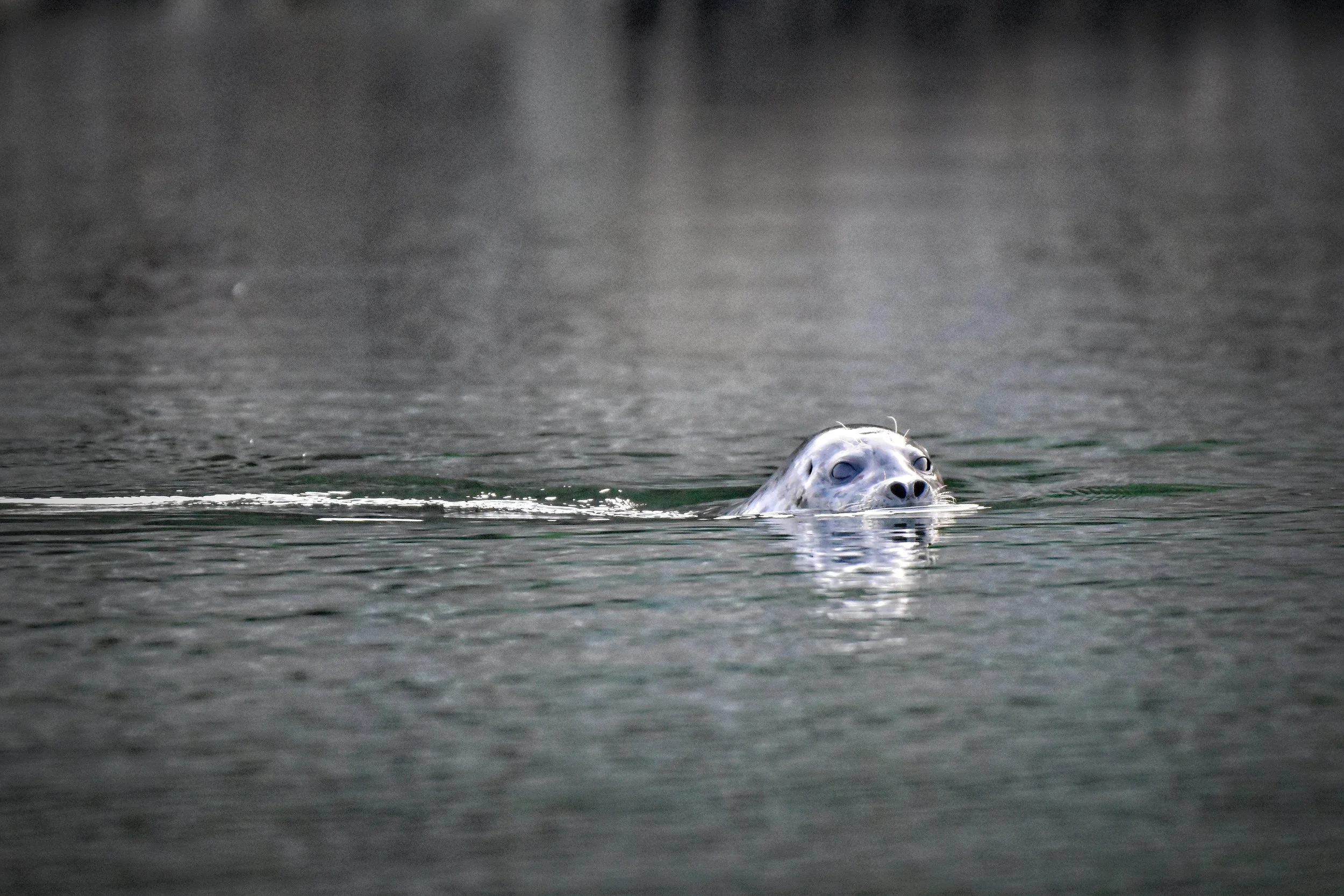 Harbor Seal in Juneau, Alaska