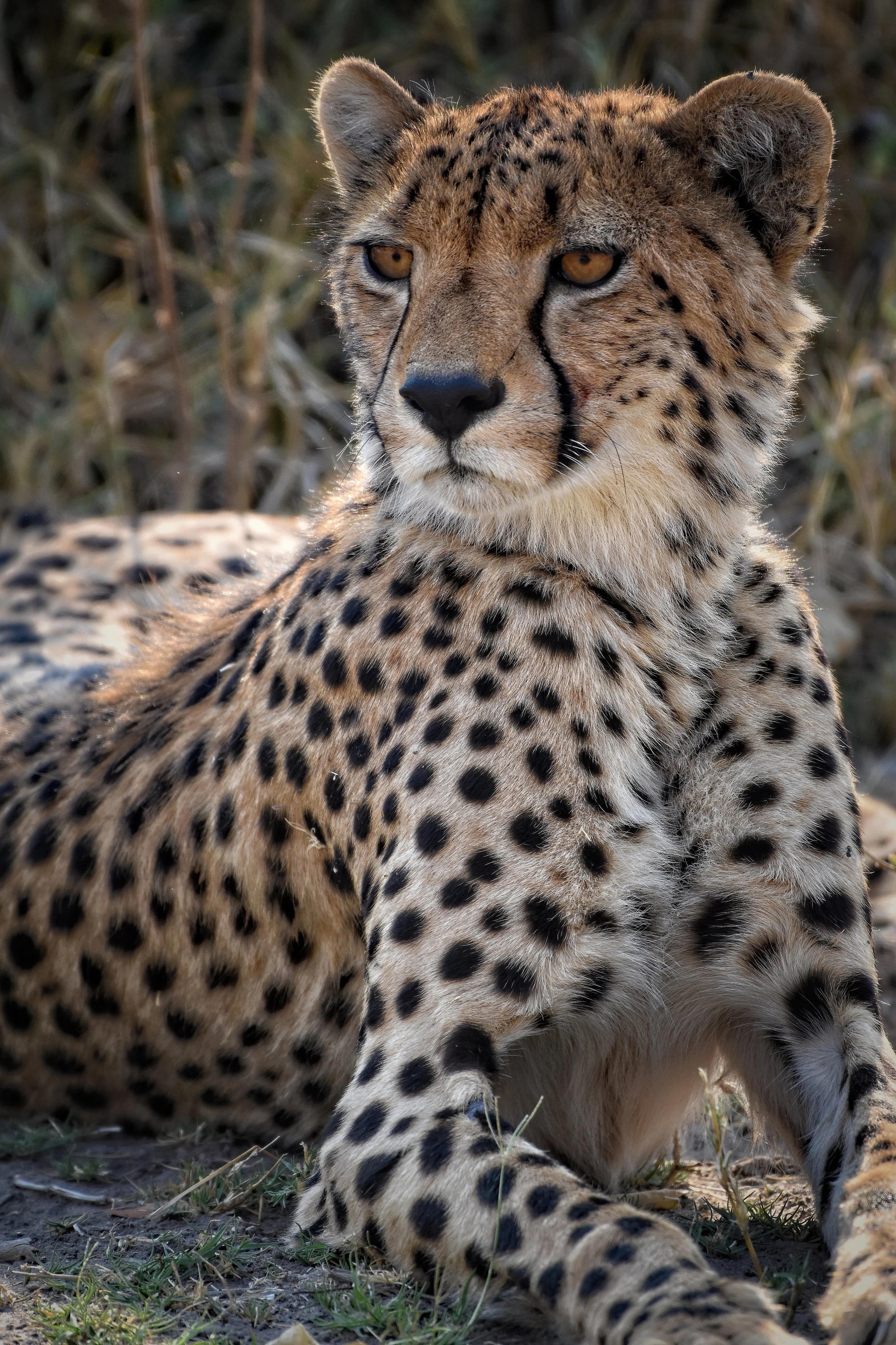 Cheetah in Botswana, Africa