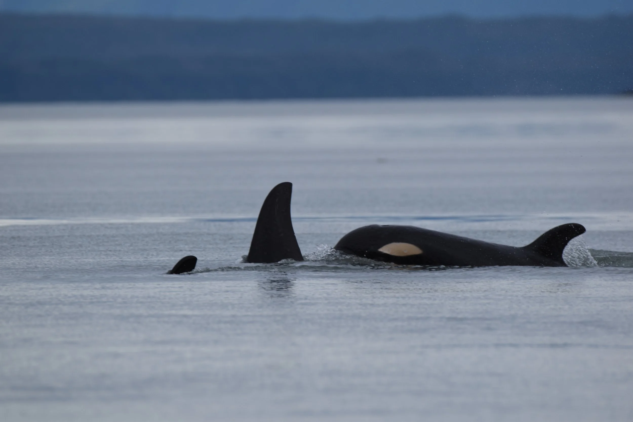Orcas in Juneau, Alaska