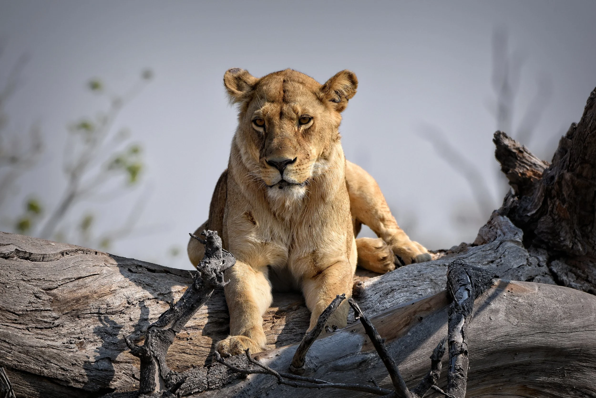 Lion in Botswana, Africa