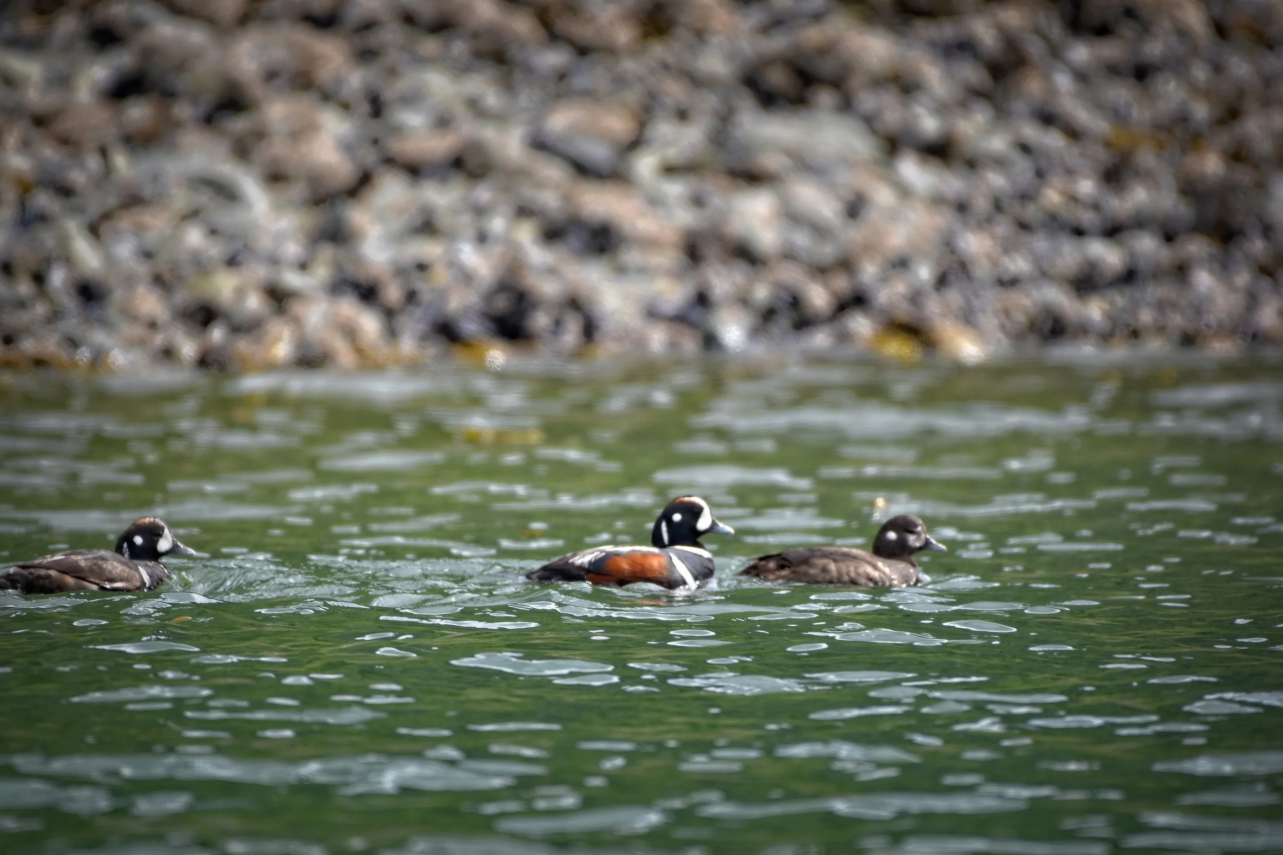 Harlequin Ducks in Juneau, Alaska