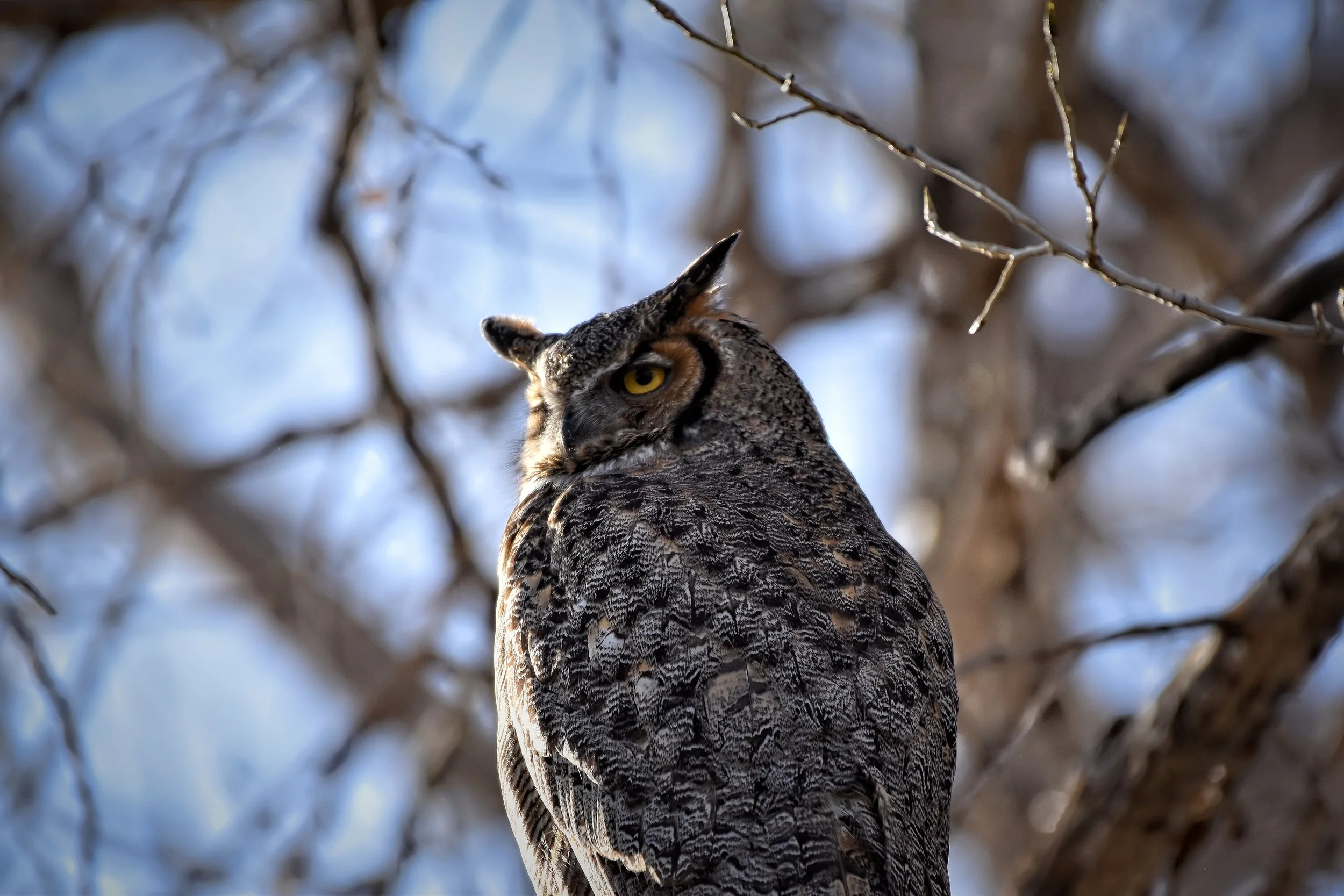 Great Horned Owl perched in Littleton, Colorado