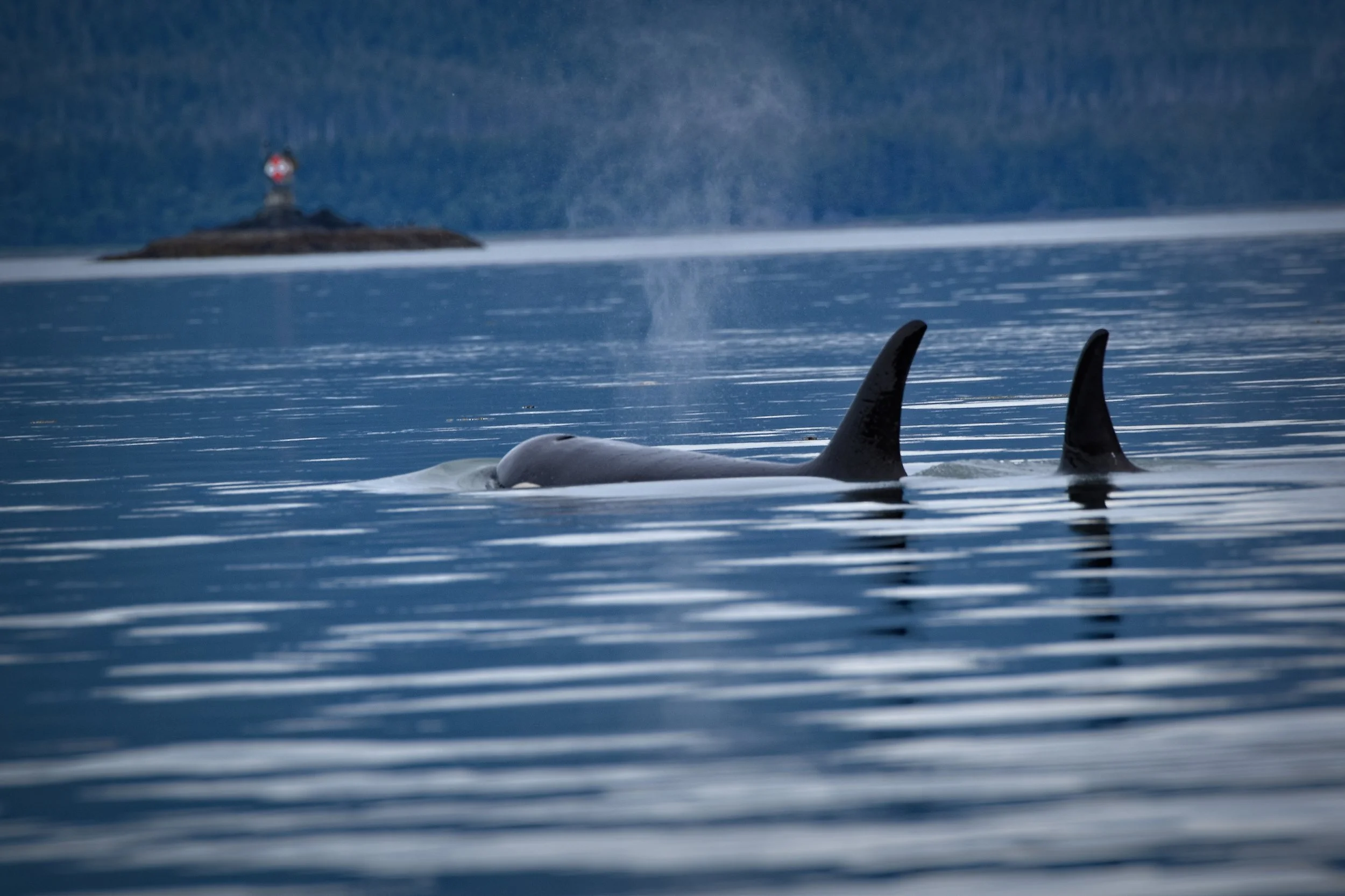 Orcas in Juneau, Alaska