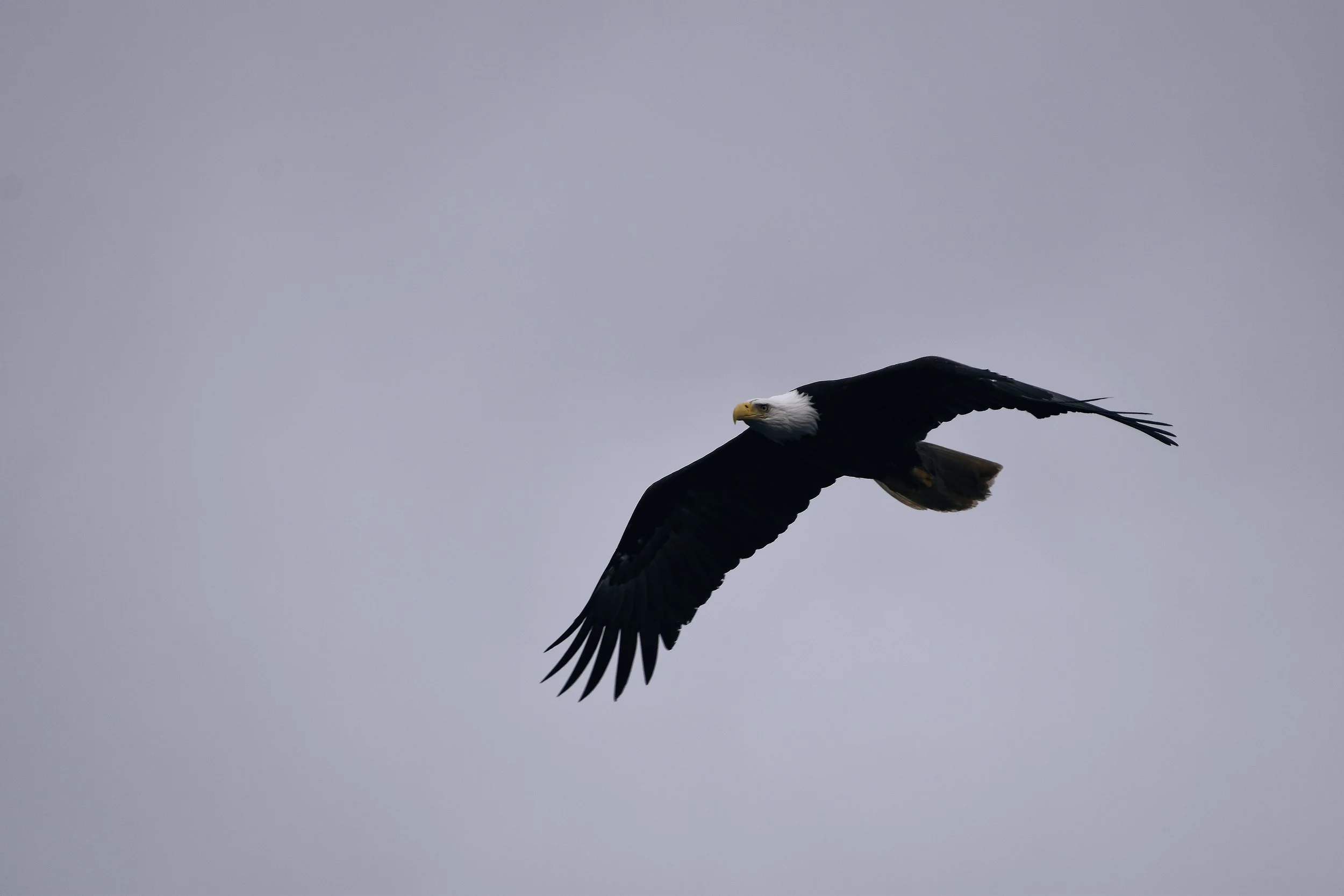 American Bald Eagle in Juneau, Alaska