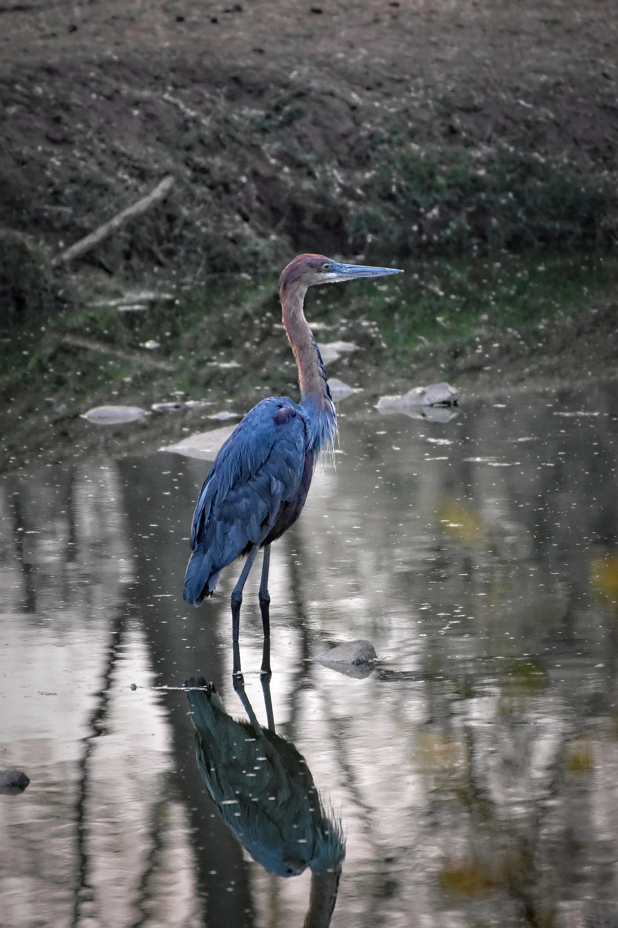 Goliath Heron in Botswana, Africa