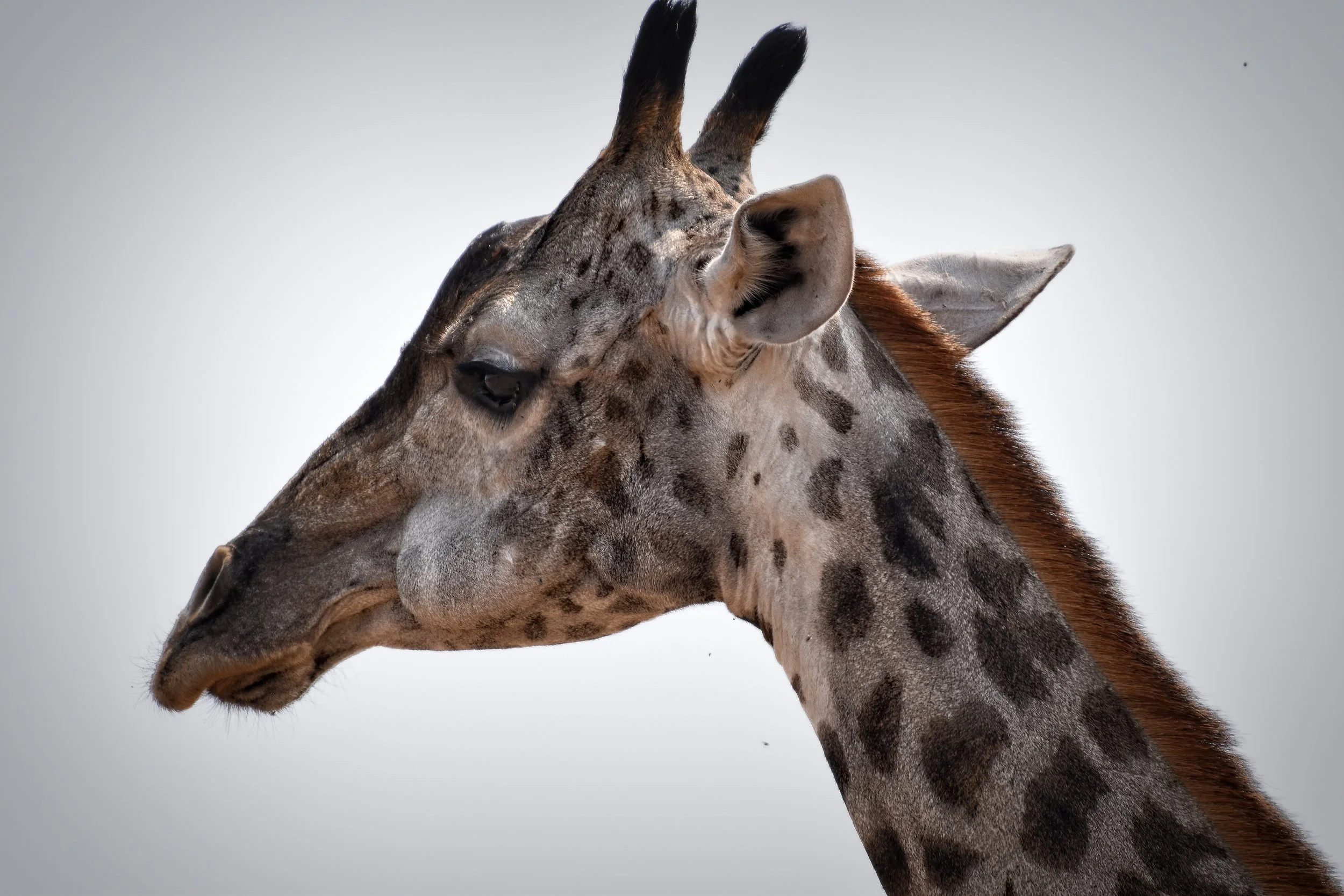 Giraffe Wildlife Photography Print