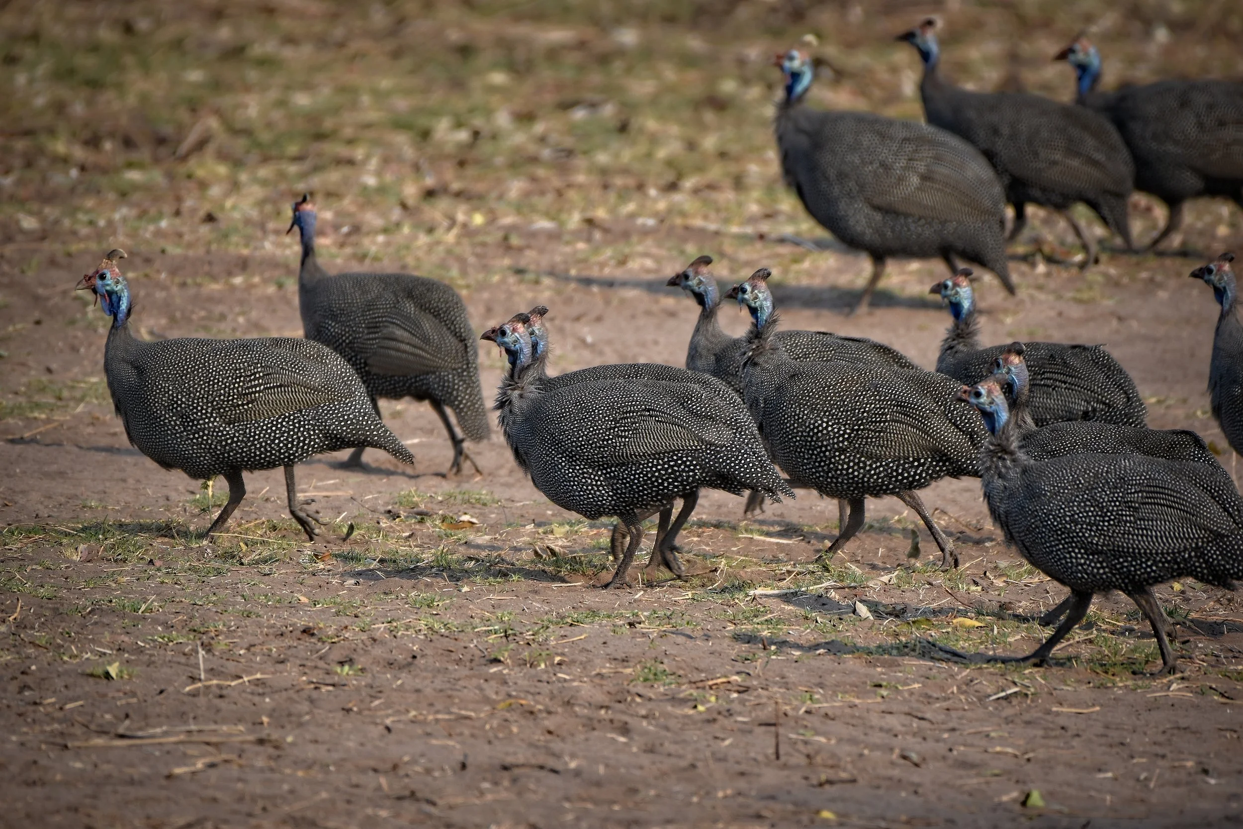 Guinea Fowl in Botswana, Africa