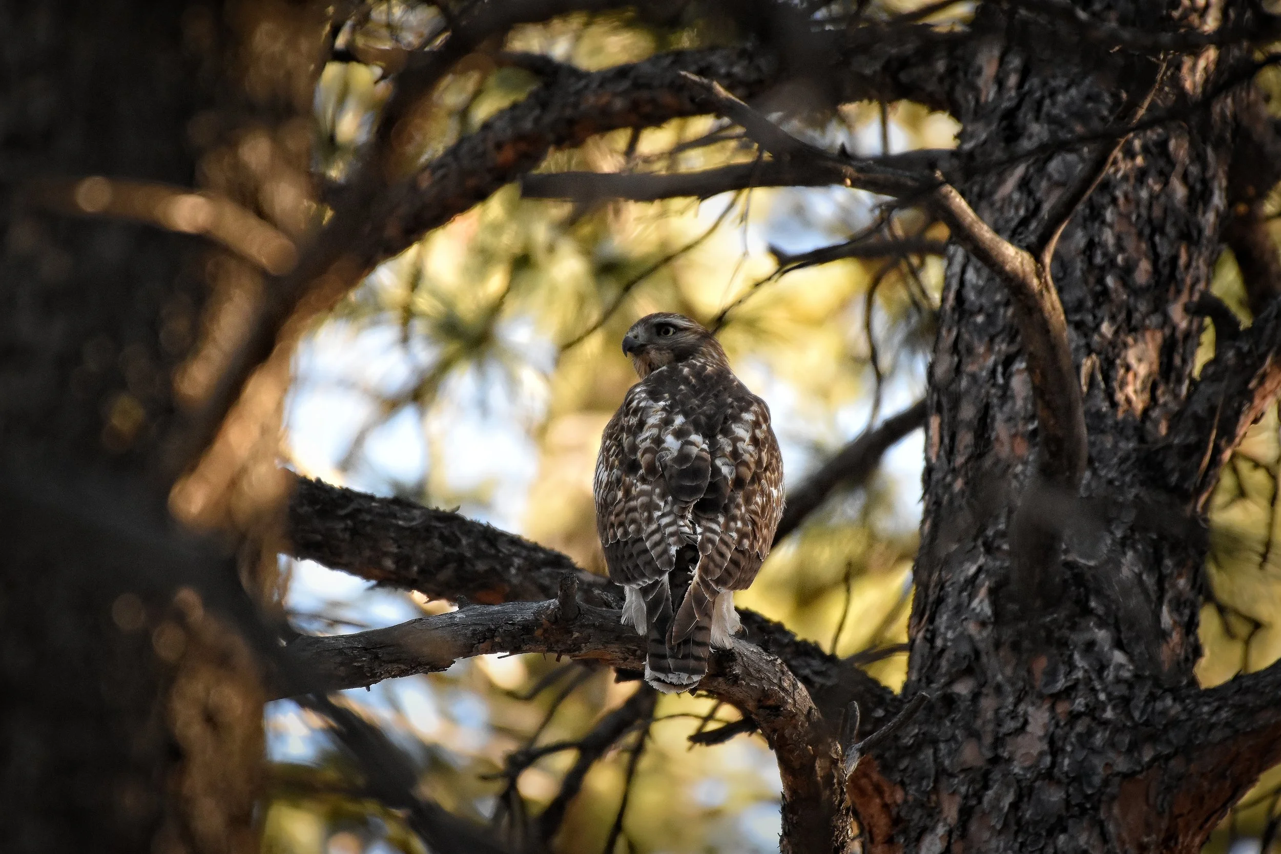 A juvenile Red-tailed Hawk