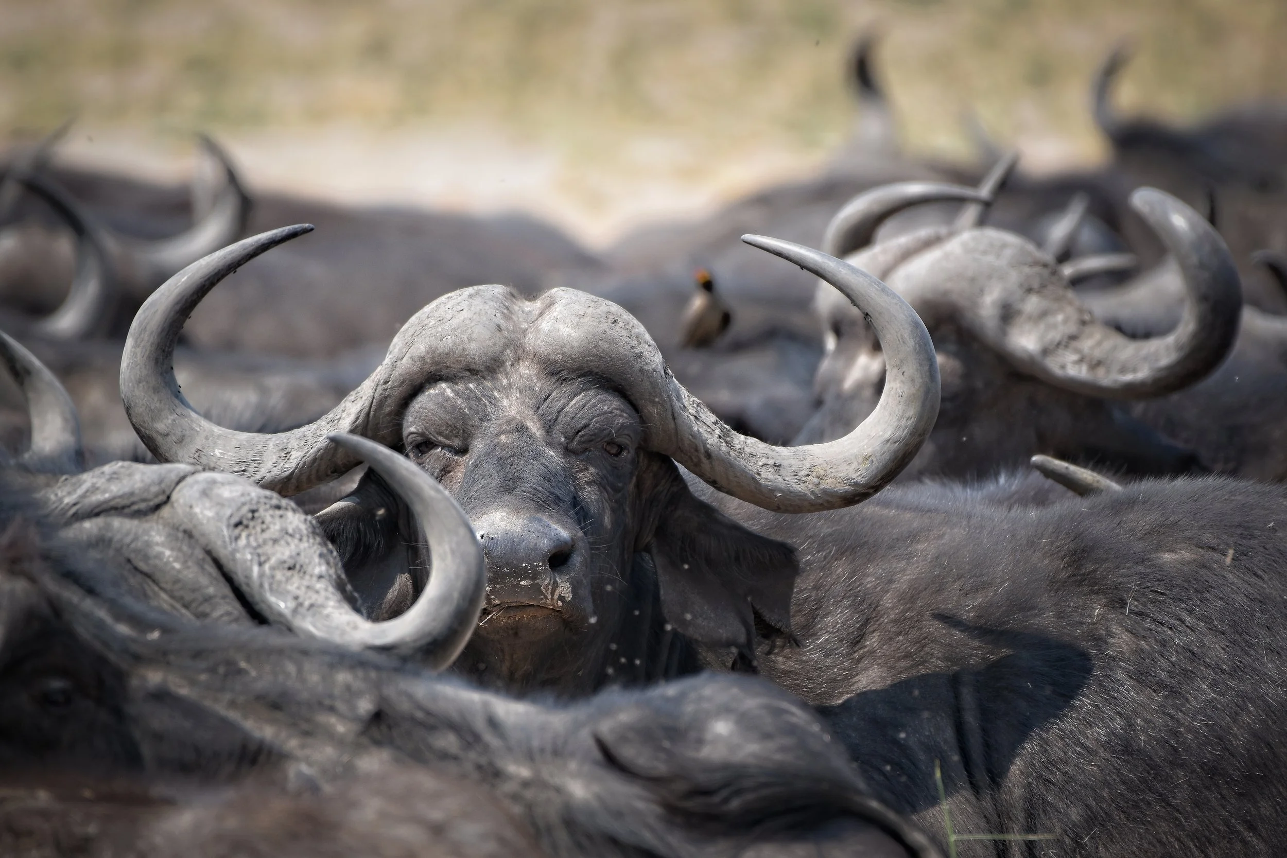 Cape Buffalo African Wildlife Photography Print