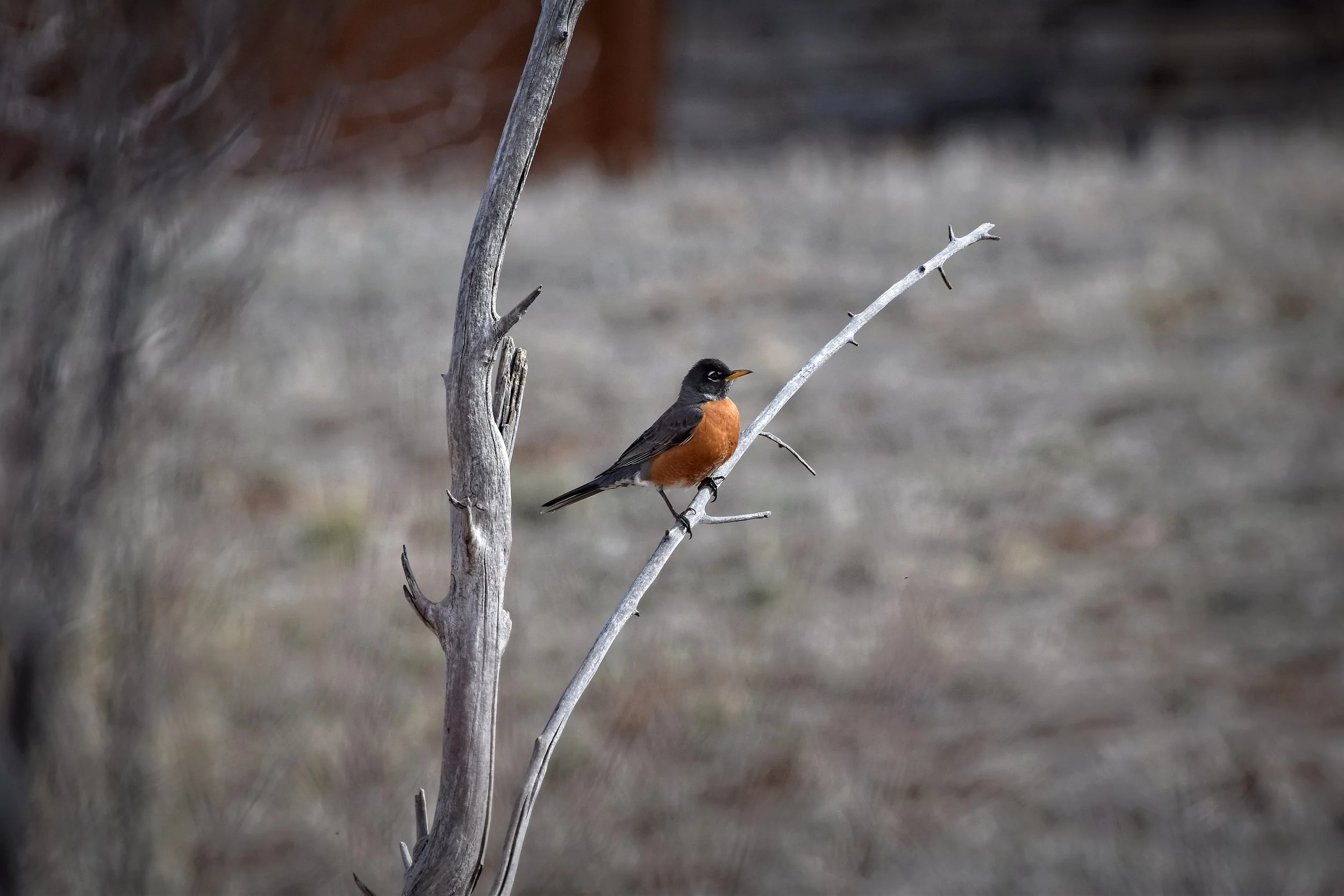 American Robin perched in Littleton, Colorado