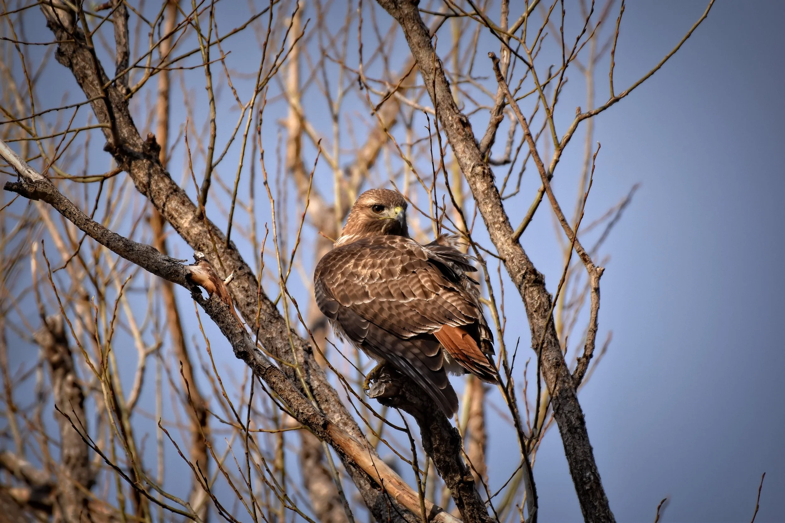 Red-Tailed Hawk Colorado Wildlife Photography Print
