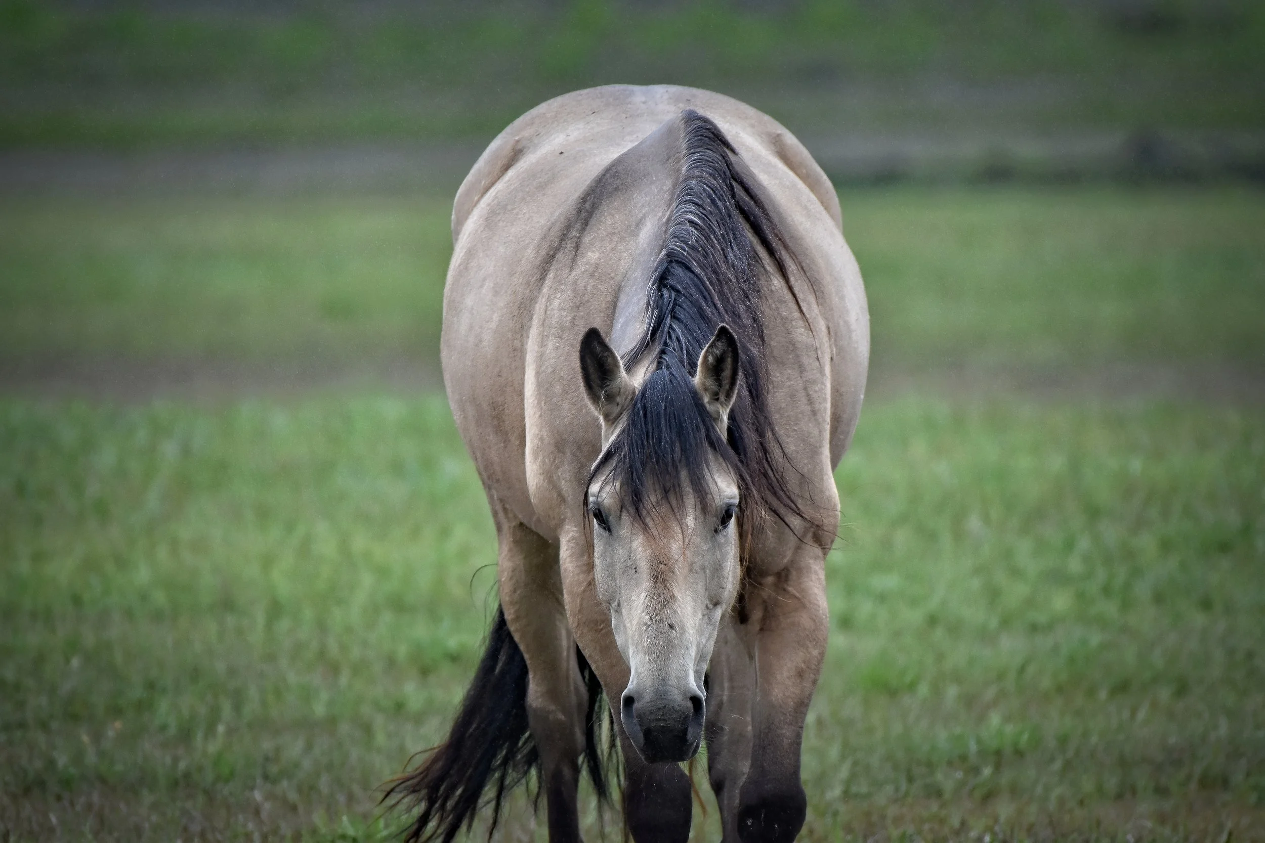 Horse in Juneau, Alaska