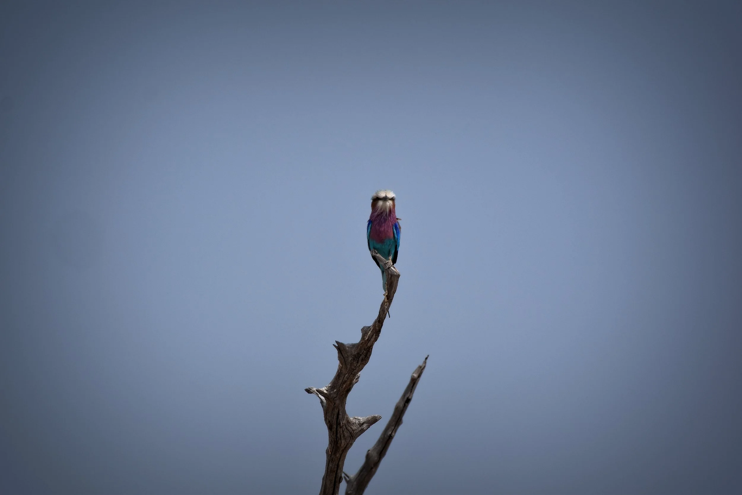 Lilac-breasted Roller in Botswana, Africa