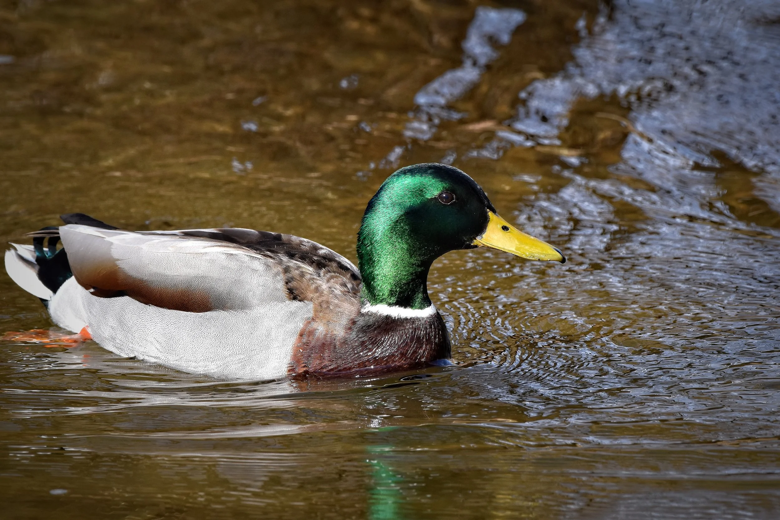 Waterfowl: Reflections on the Water