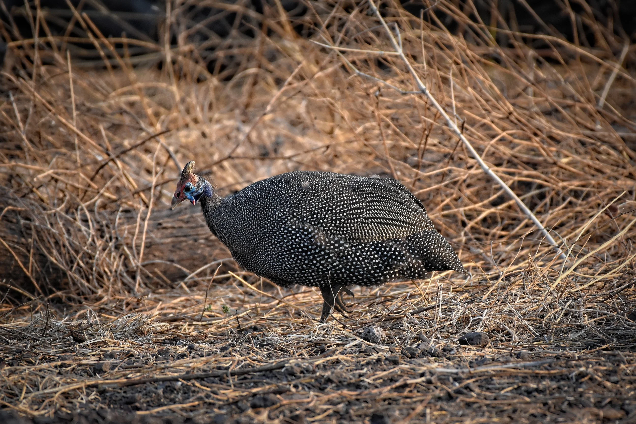Guinea Fowl in Botswana, Africa