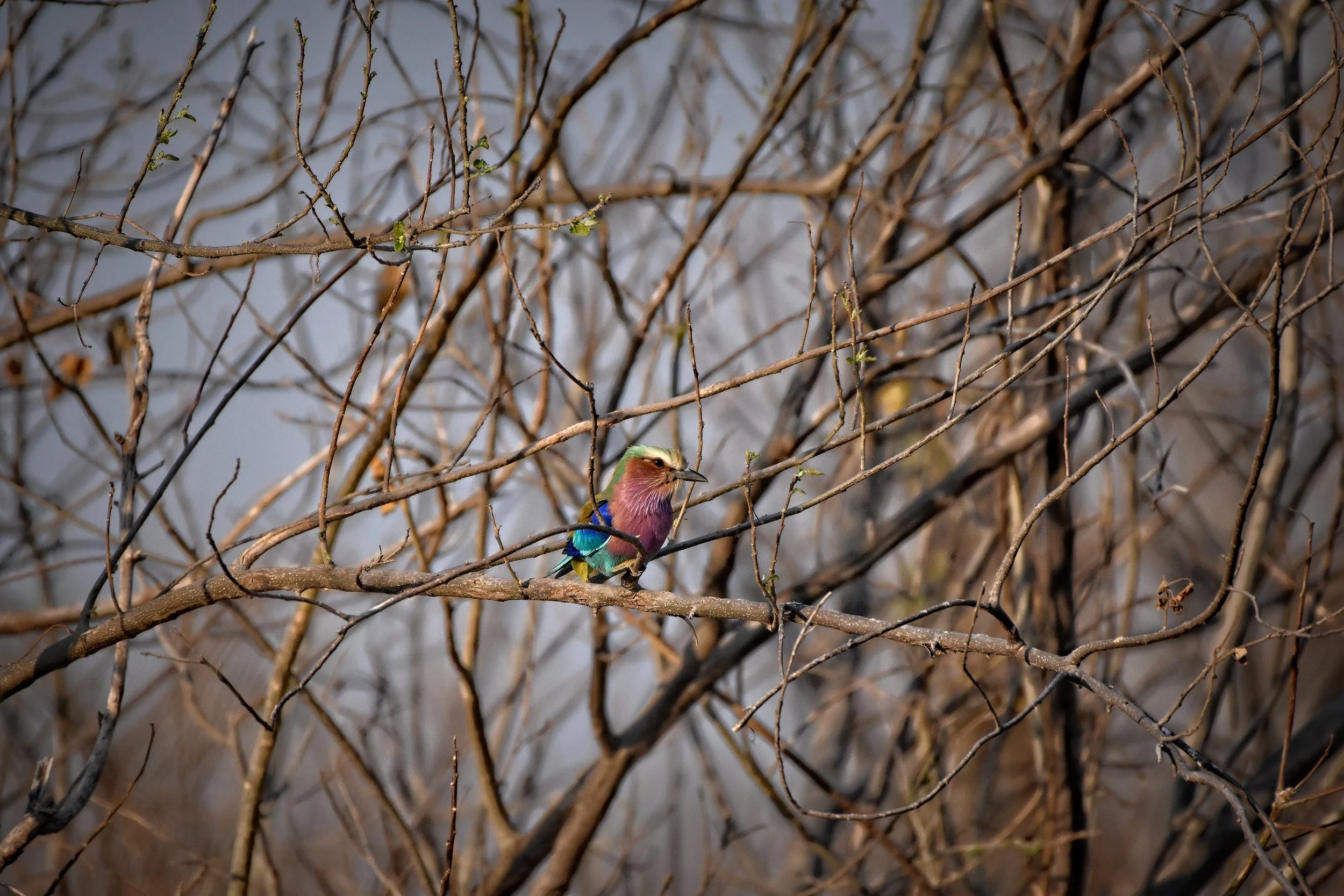 Lilac-breasted Roller in Botswana, Africa