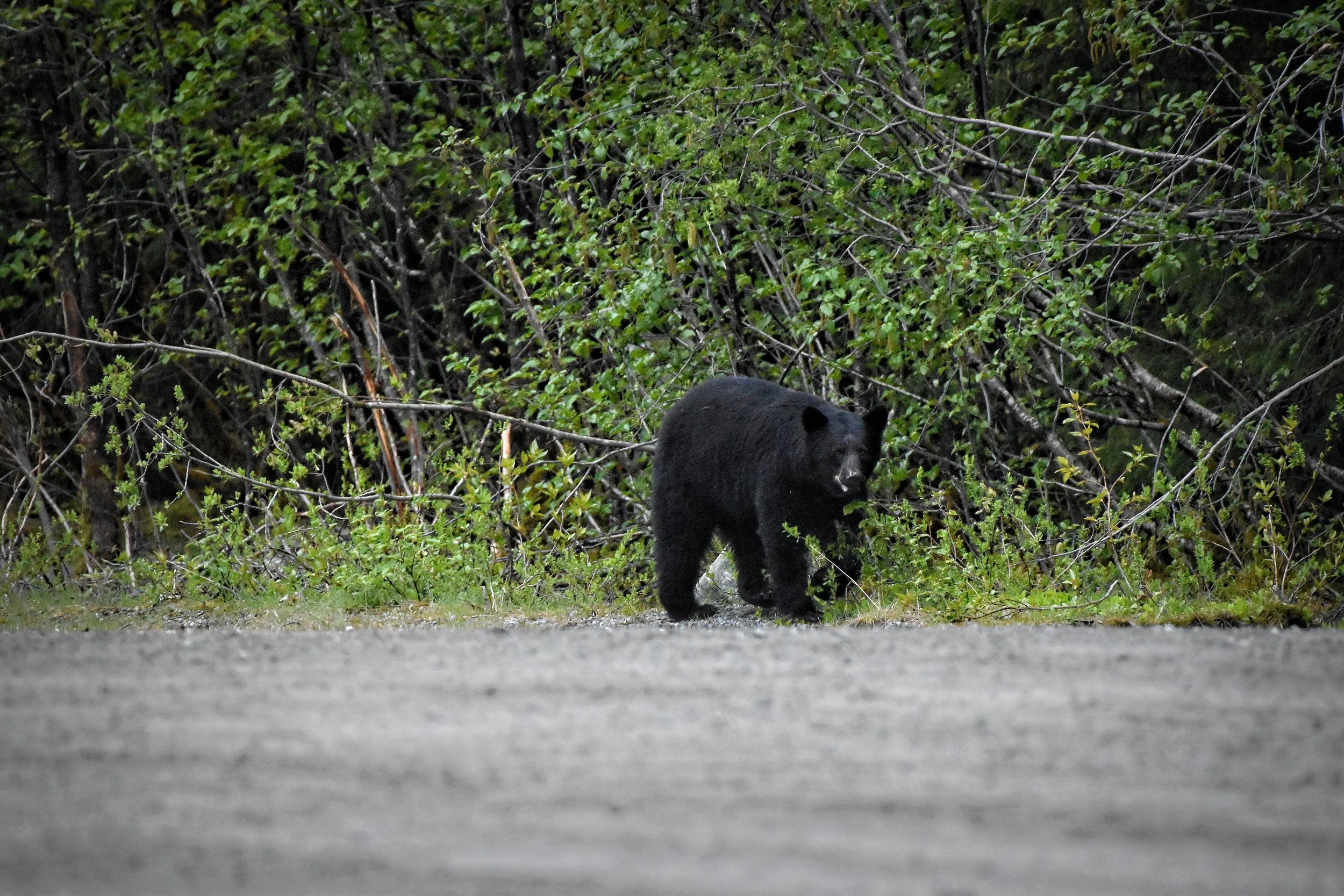 American Black Bear in Juneau, Alaska