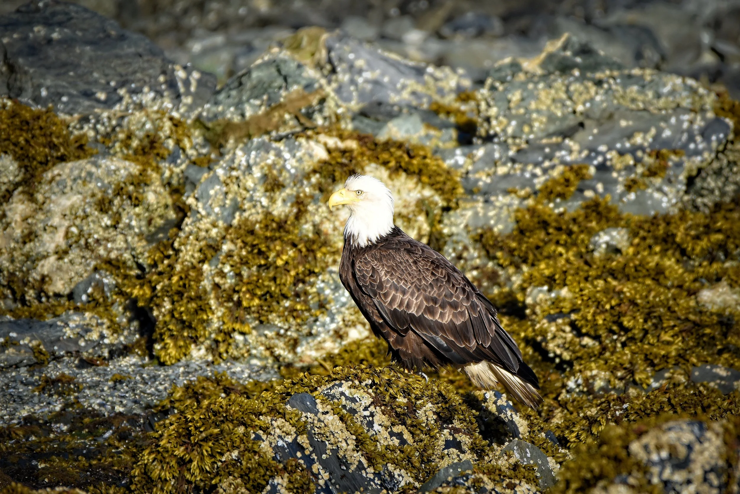American Bald Eagle in Juneau, Alaska
